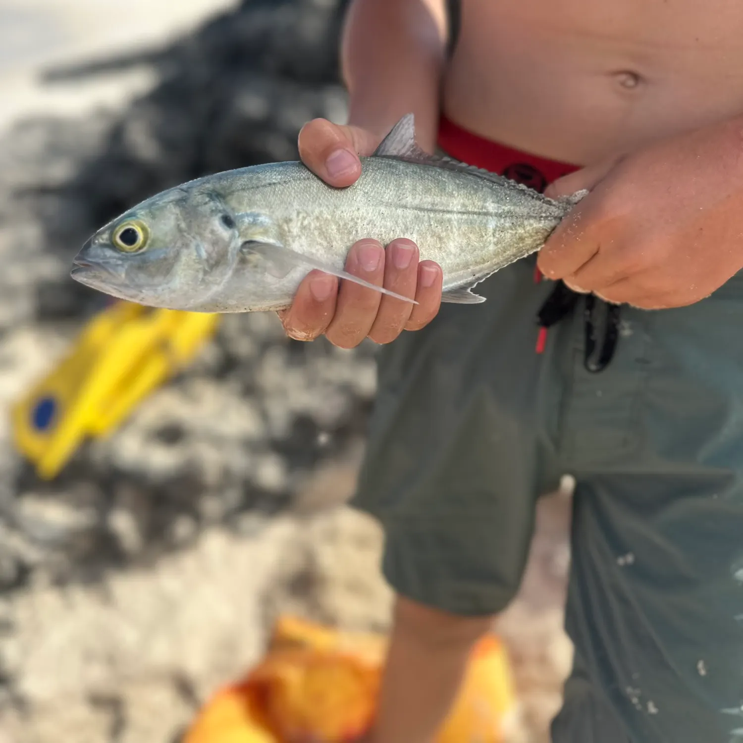 The most recent Bigeye trevally catches on Fishbrain