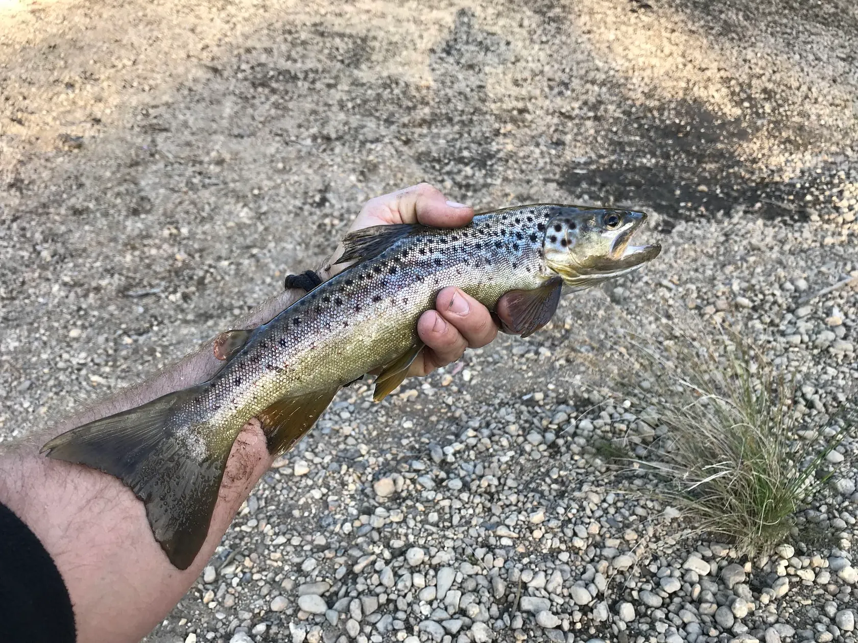 Post image from jasonstaples