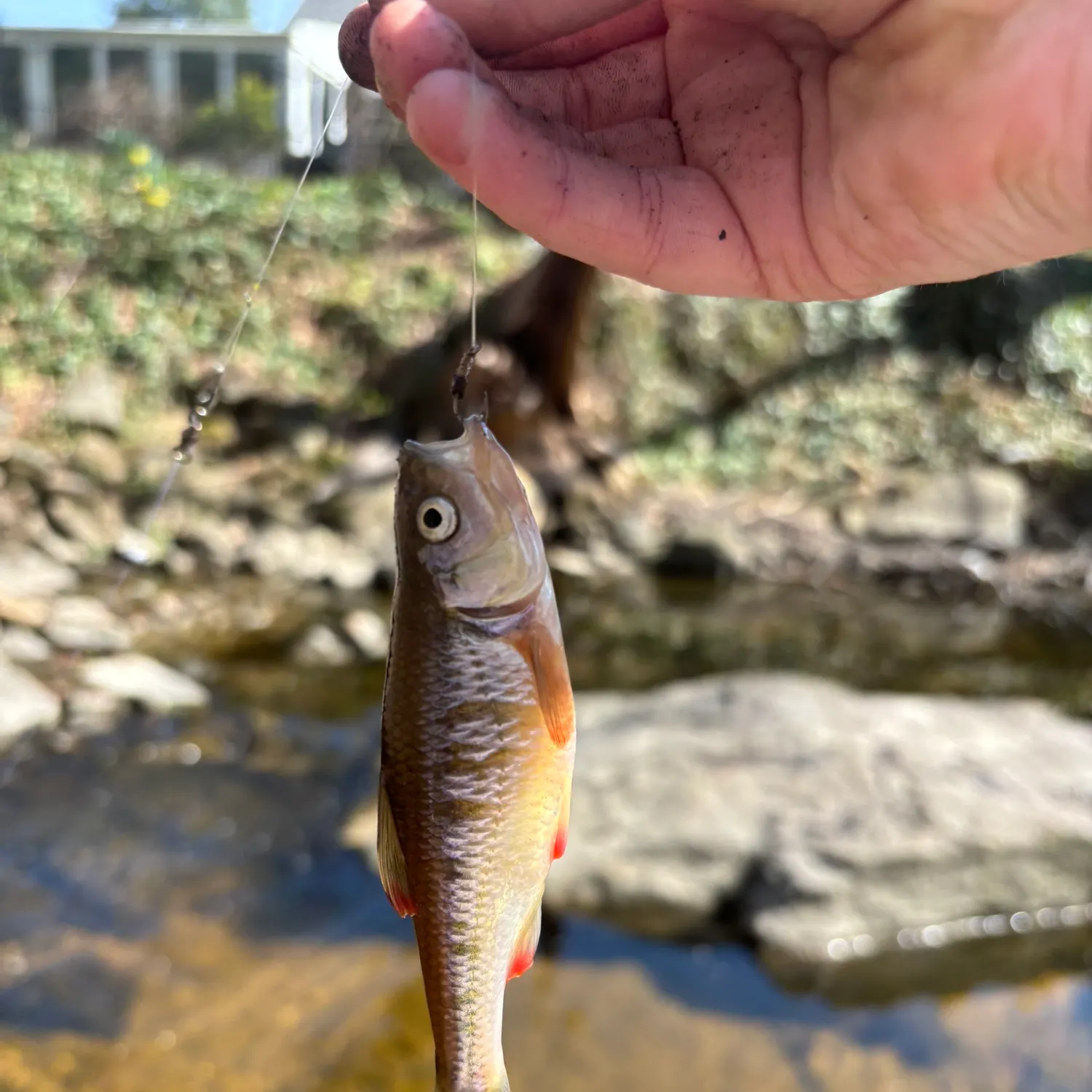 Common shiner caught on Fishbrain