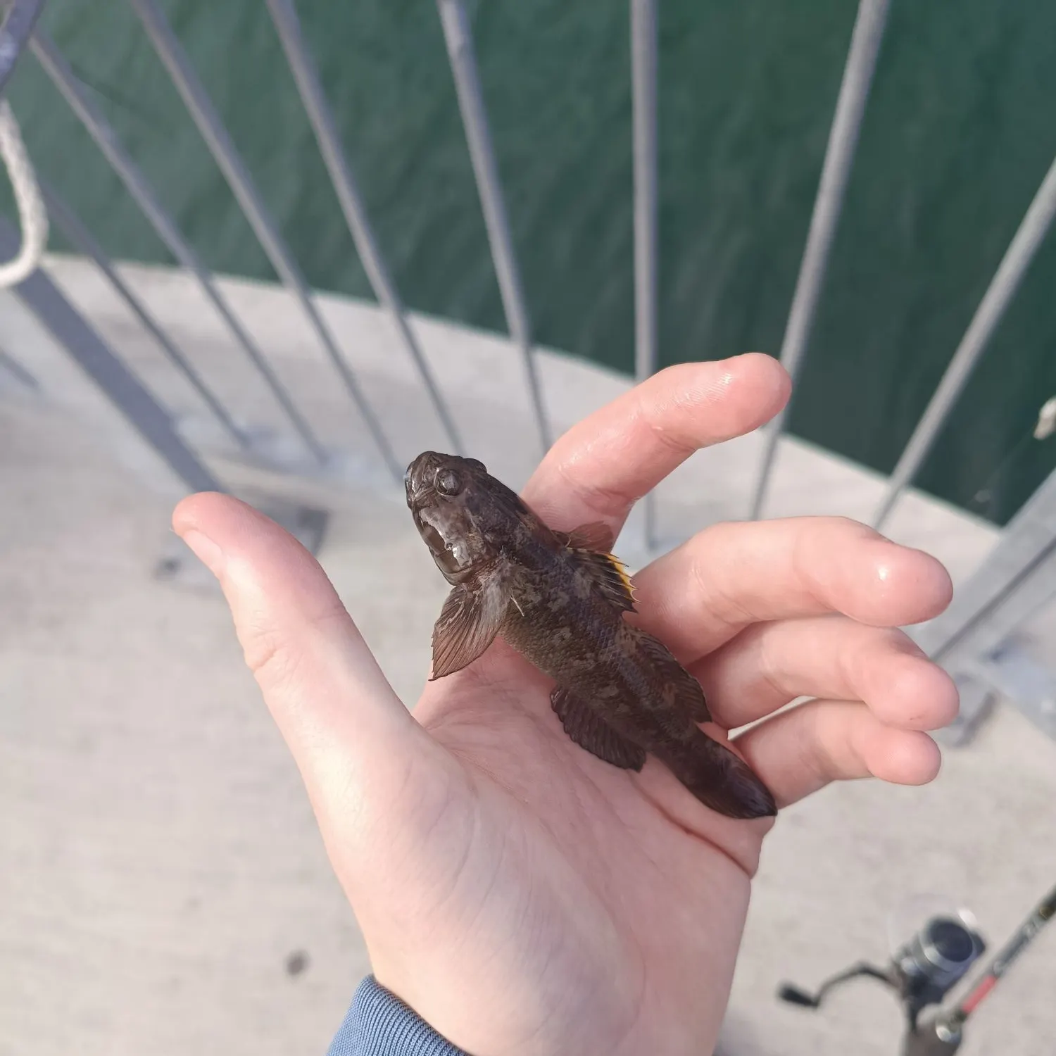 Pollack caught on Fishbrain