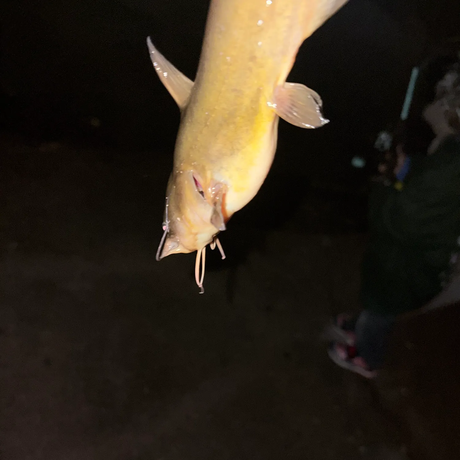 Channel catfish caught on Fishbrain