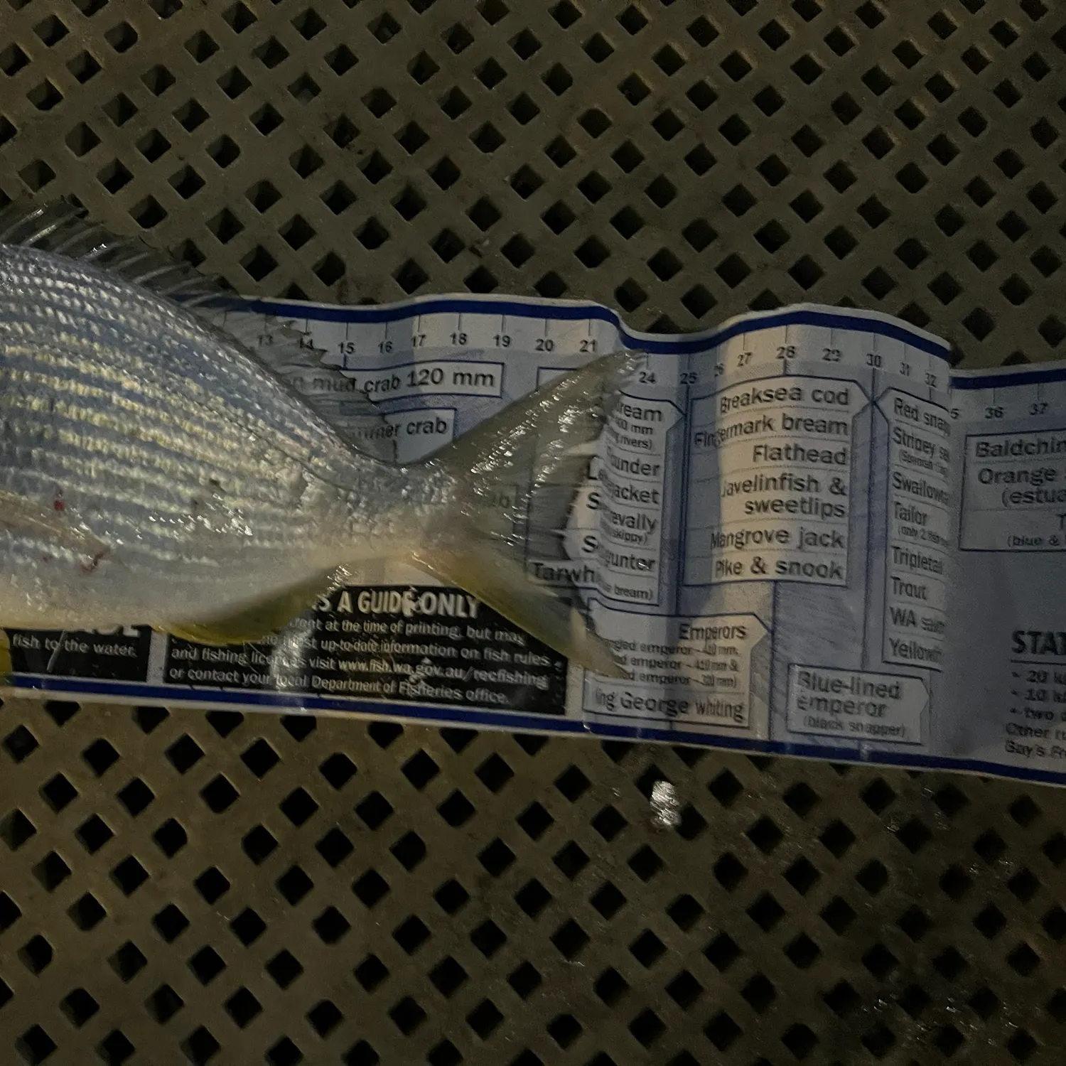 recently logged catches