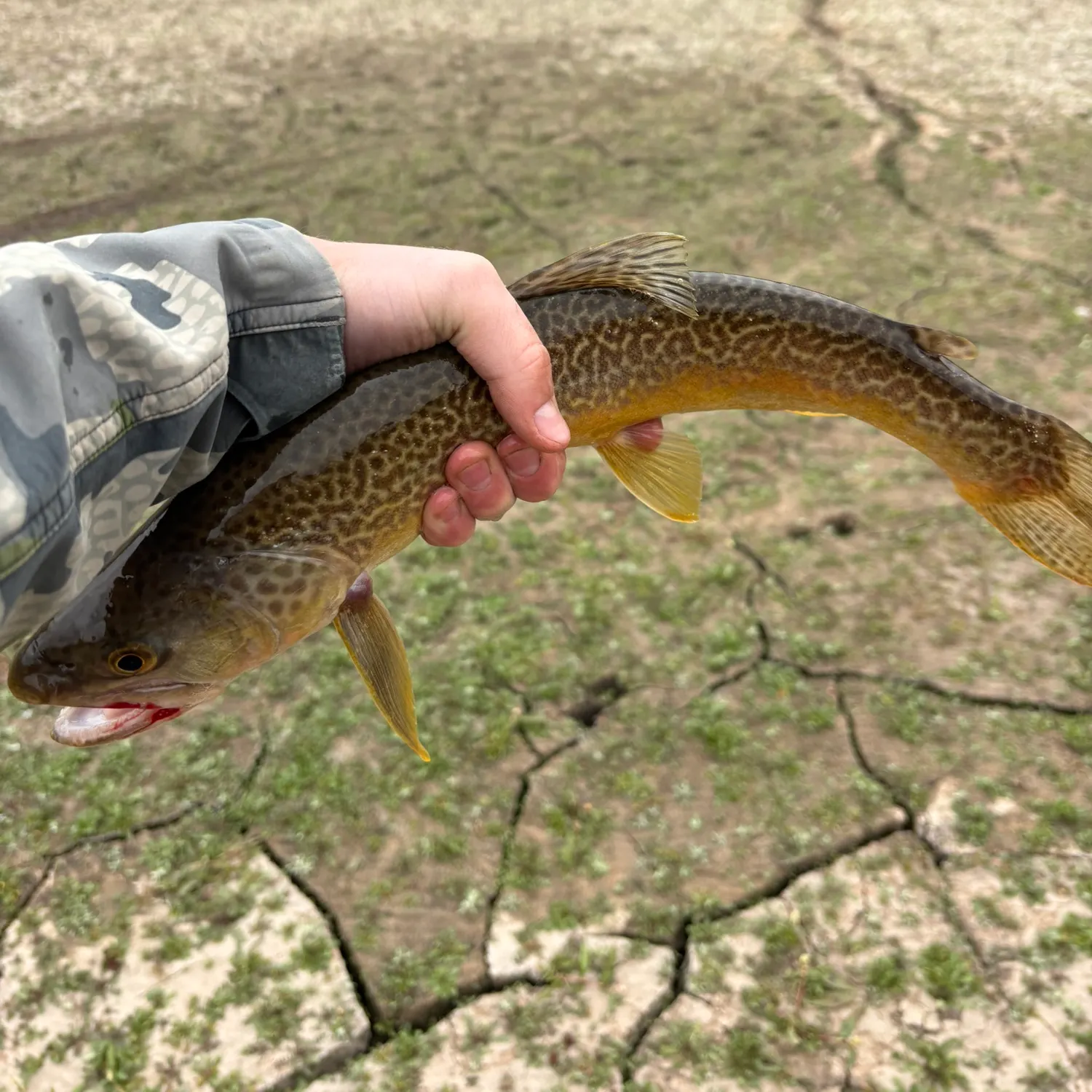 Tiger trout caught on Fishbrain