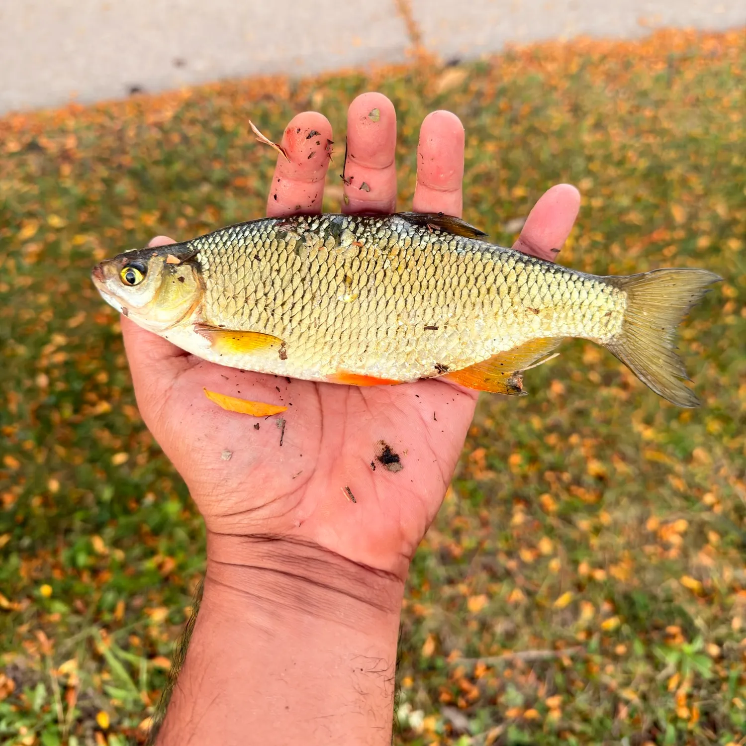 The most recent Golden shiner catches on Fishbrain
