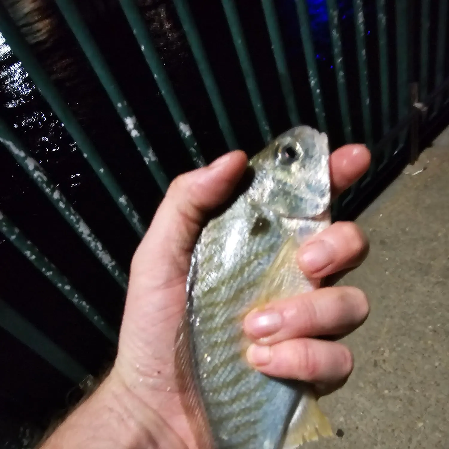 Spot croaker caught on Fishbrain