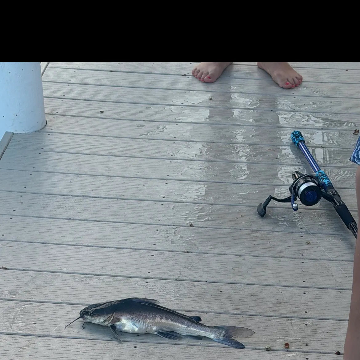 The most recent Gafftopsail sea catfish catches on Fishbrain