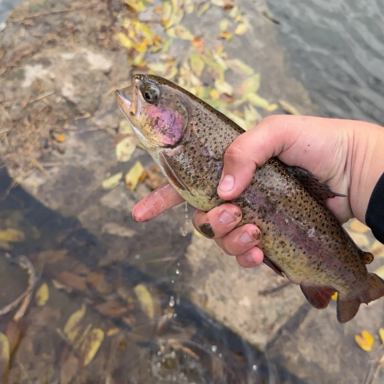 Fish caught on Fishbrain