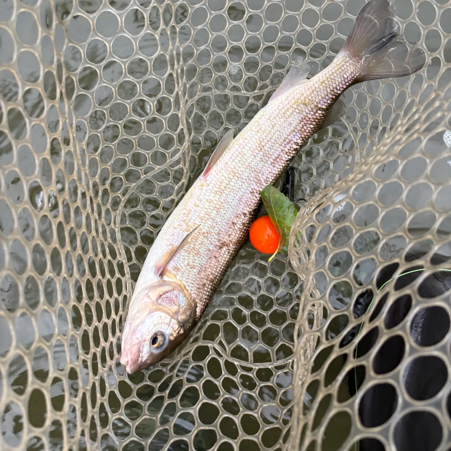 Mountain whitefish caught on Fishbrain