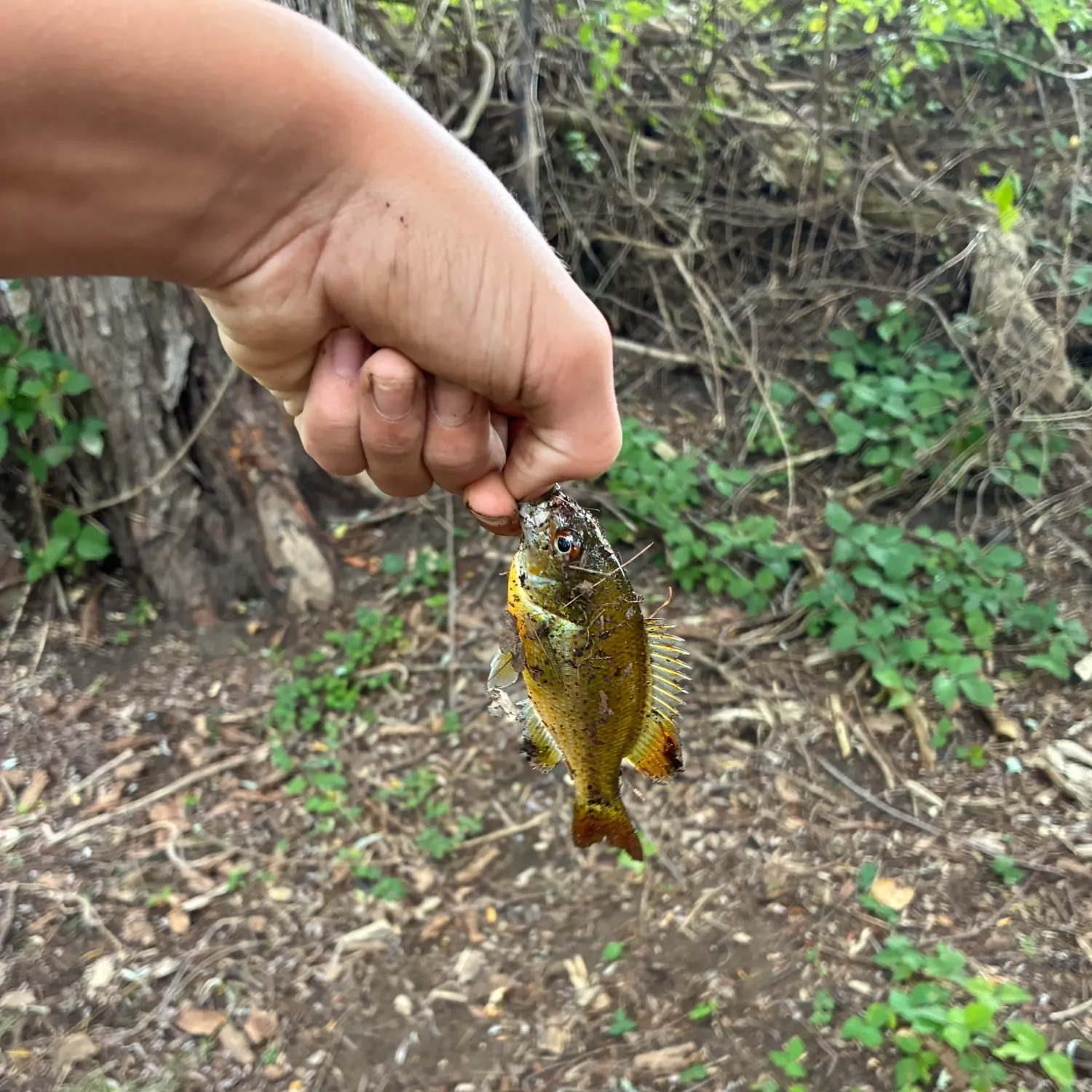 Redbreast sunfish caught on Fishbrain