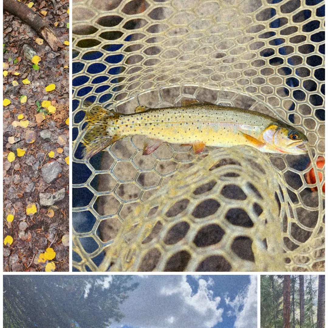 Cutthroat trout caught on Fishbrain