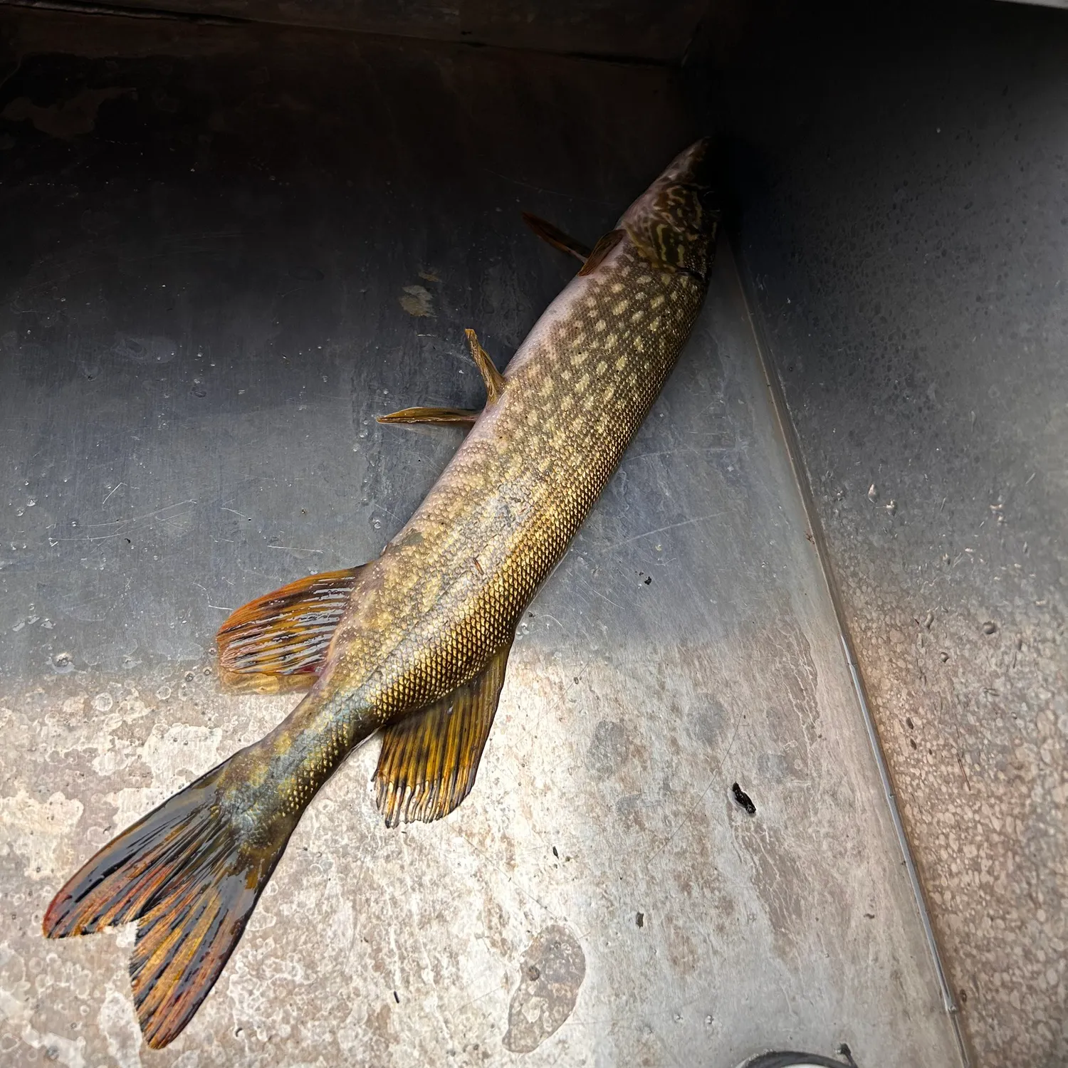 Northern pike caught on Fishbrain