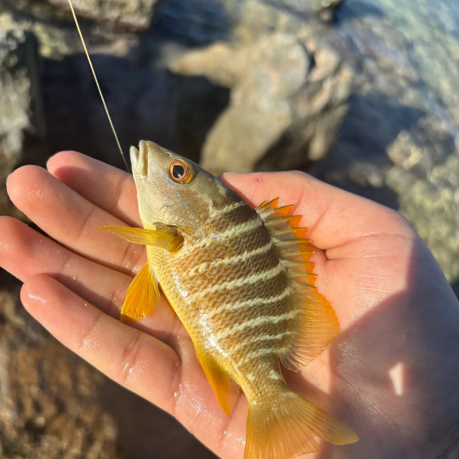 The most recent Schoolmaster snapper catches on Fishbrain