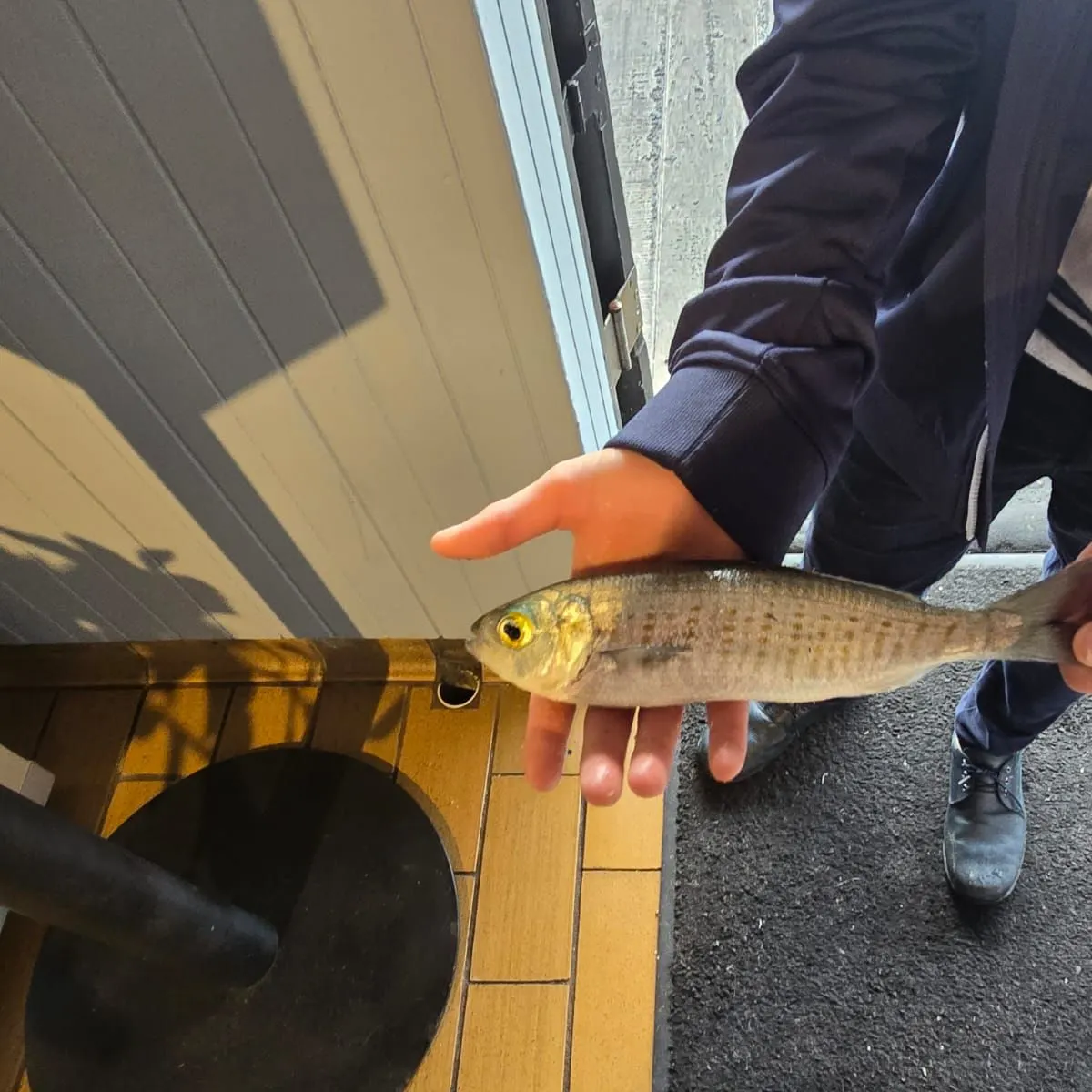 The most recent Australian ruff catches on Fishbrain