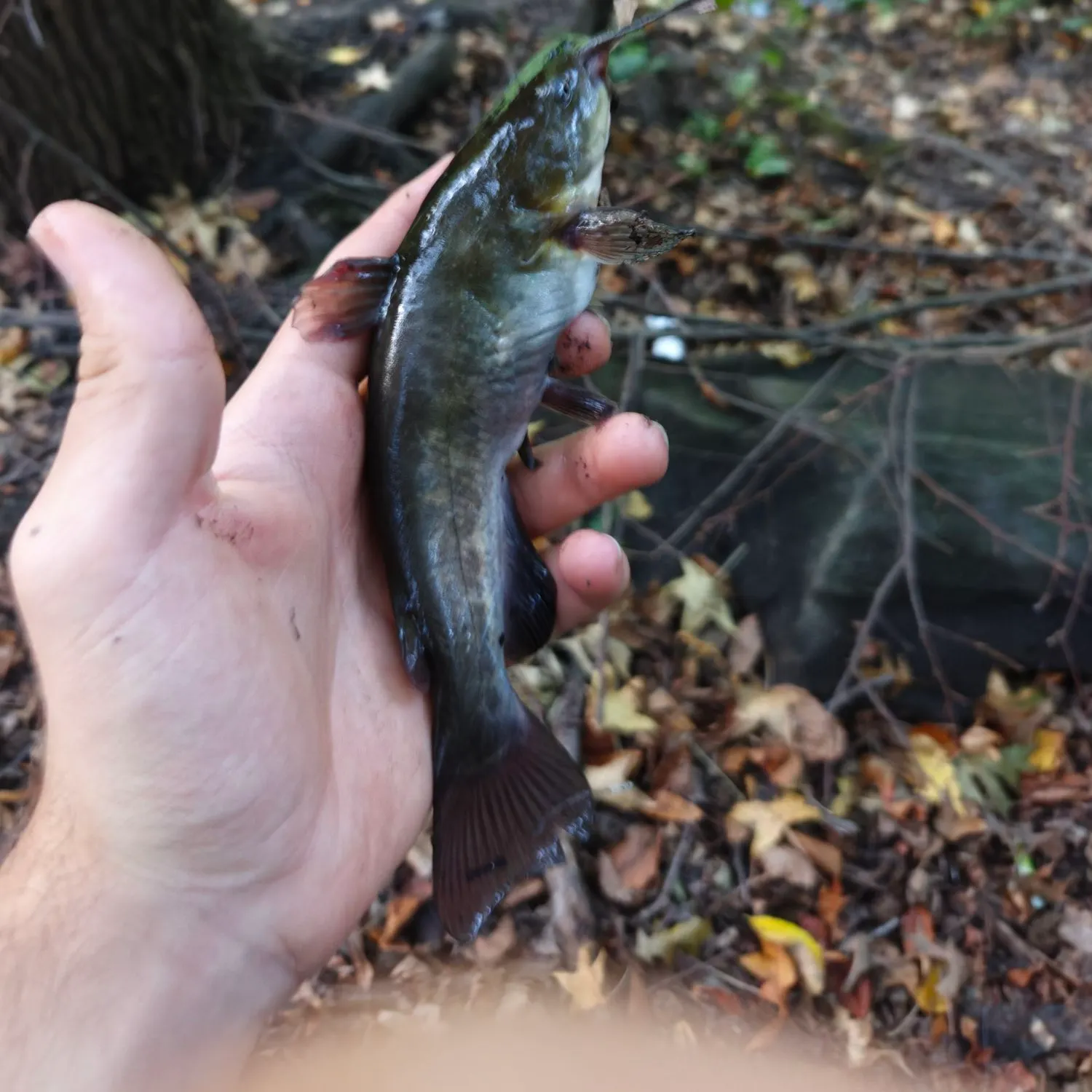 Black bullhead caught on Fishbrain