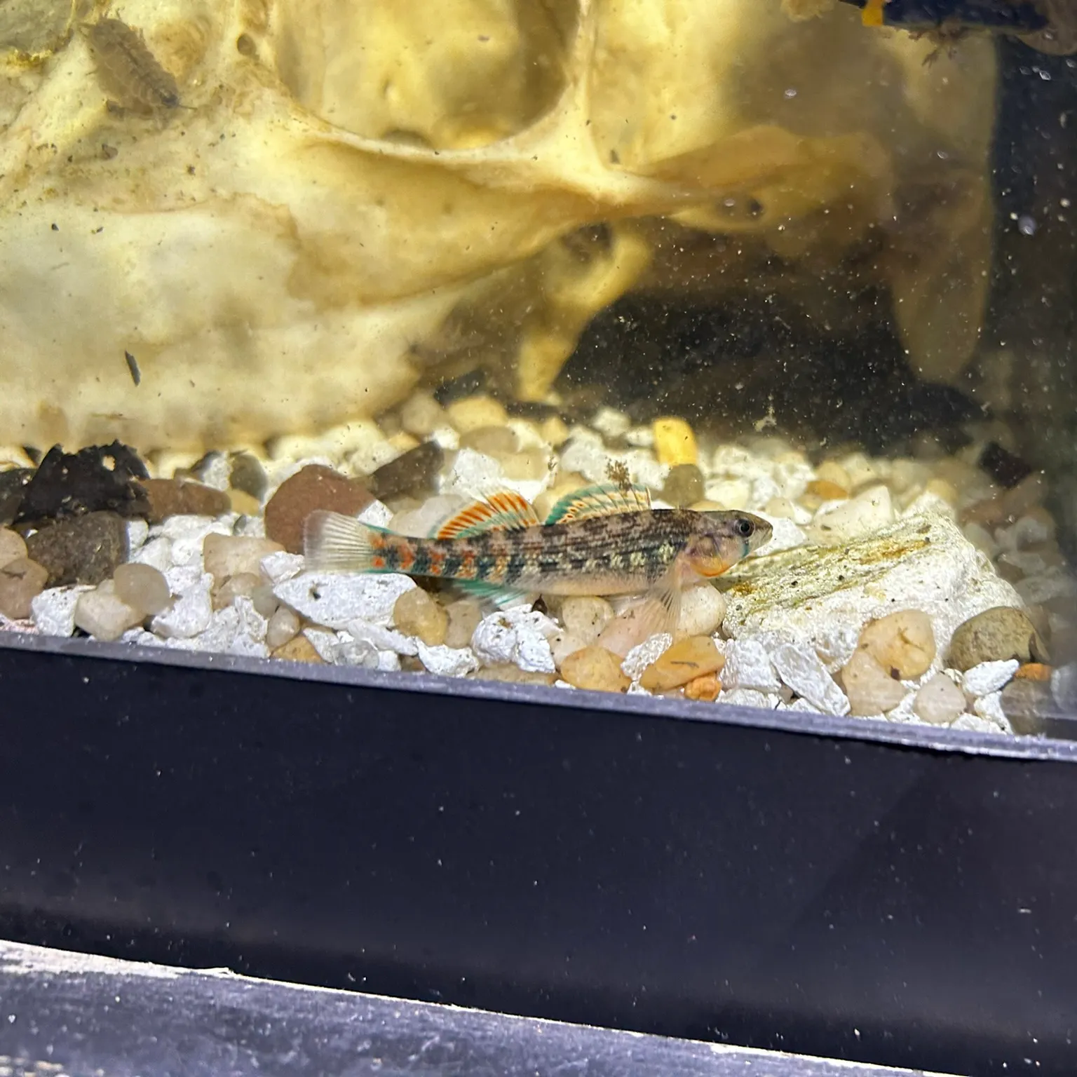 The most recent Orangethroat darter catches on Fishbrain
