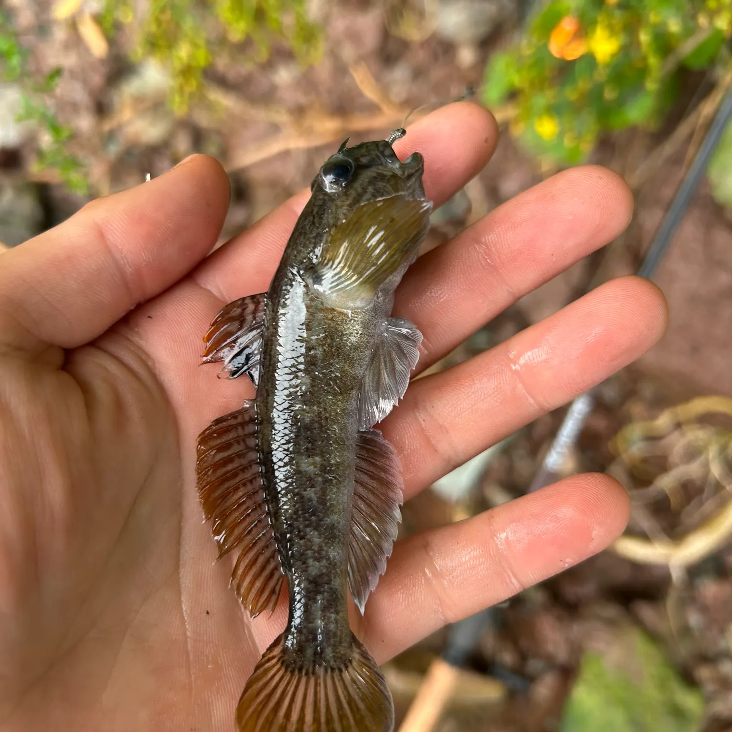 The most recent Round goby catches on Fishbrain