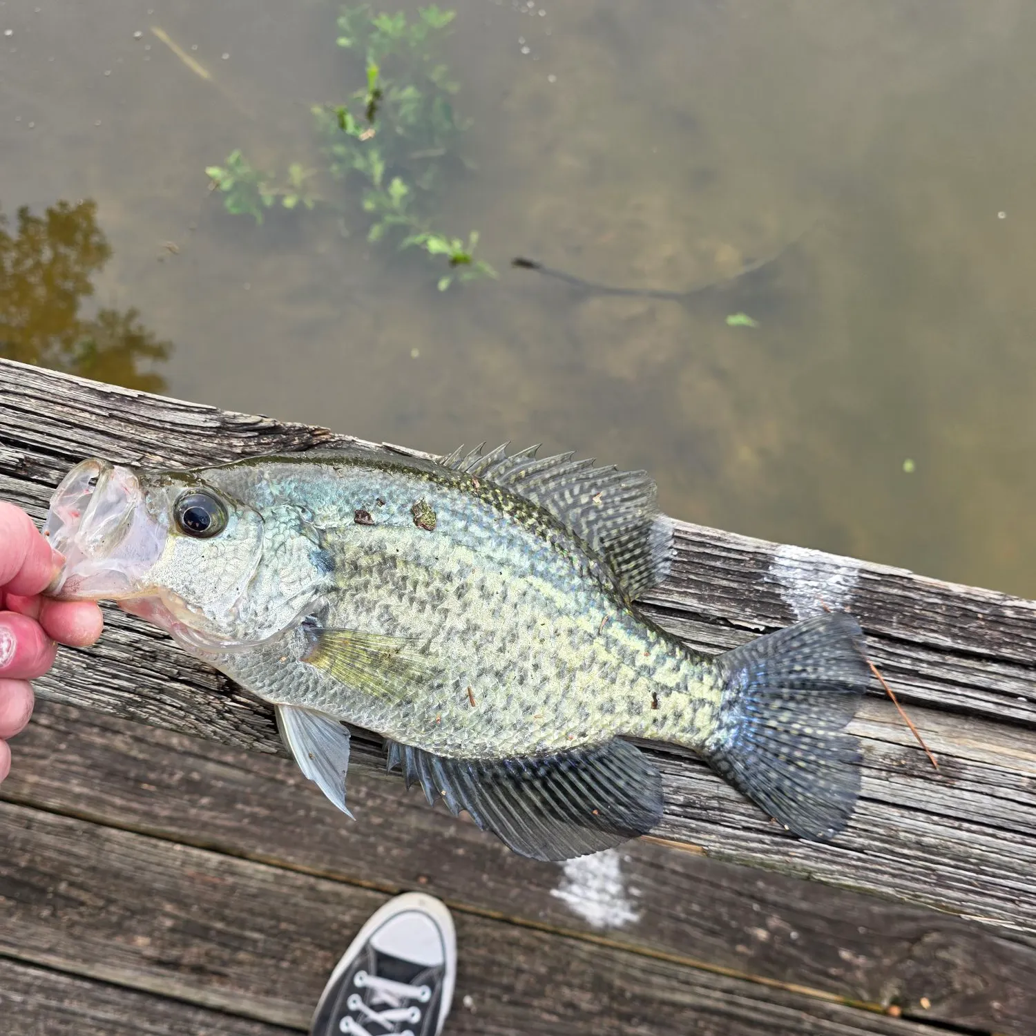 Black crappie caught on Fishbrain