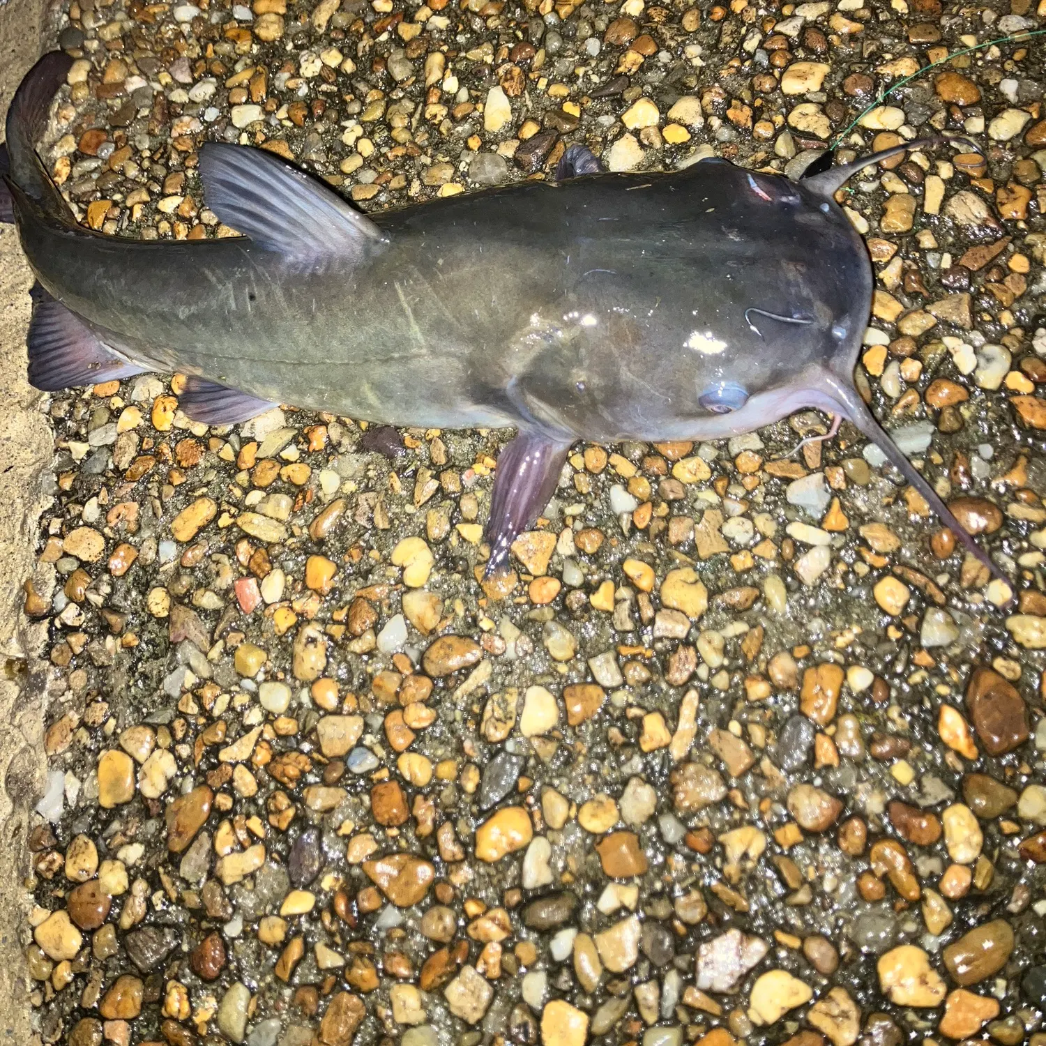 Black bullhead caught on Fishbrain