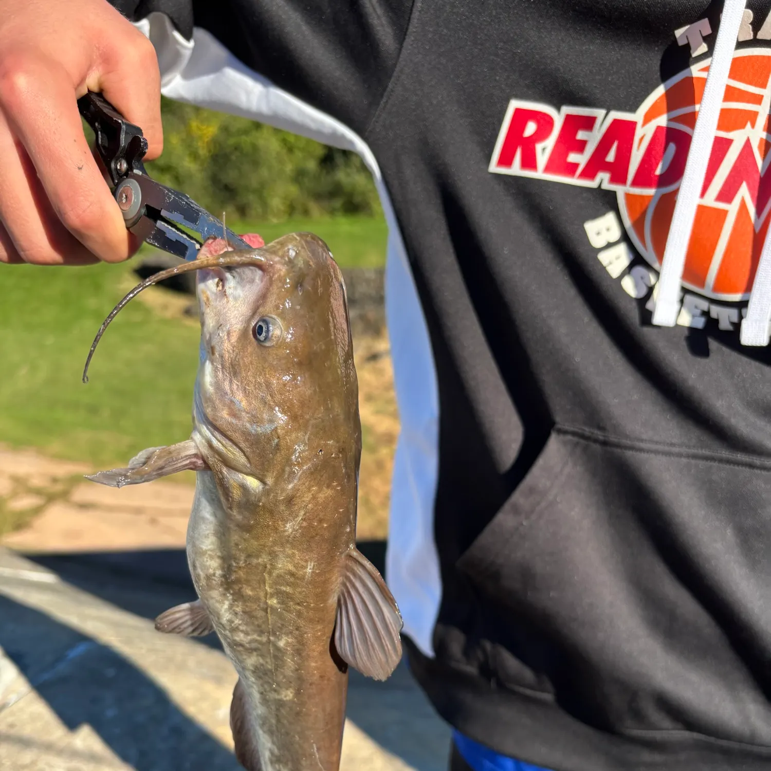 Brown bullhead caught on Fishbrain