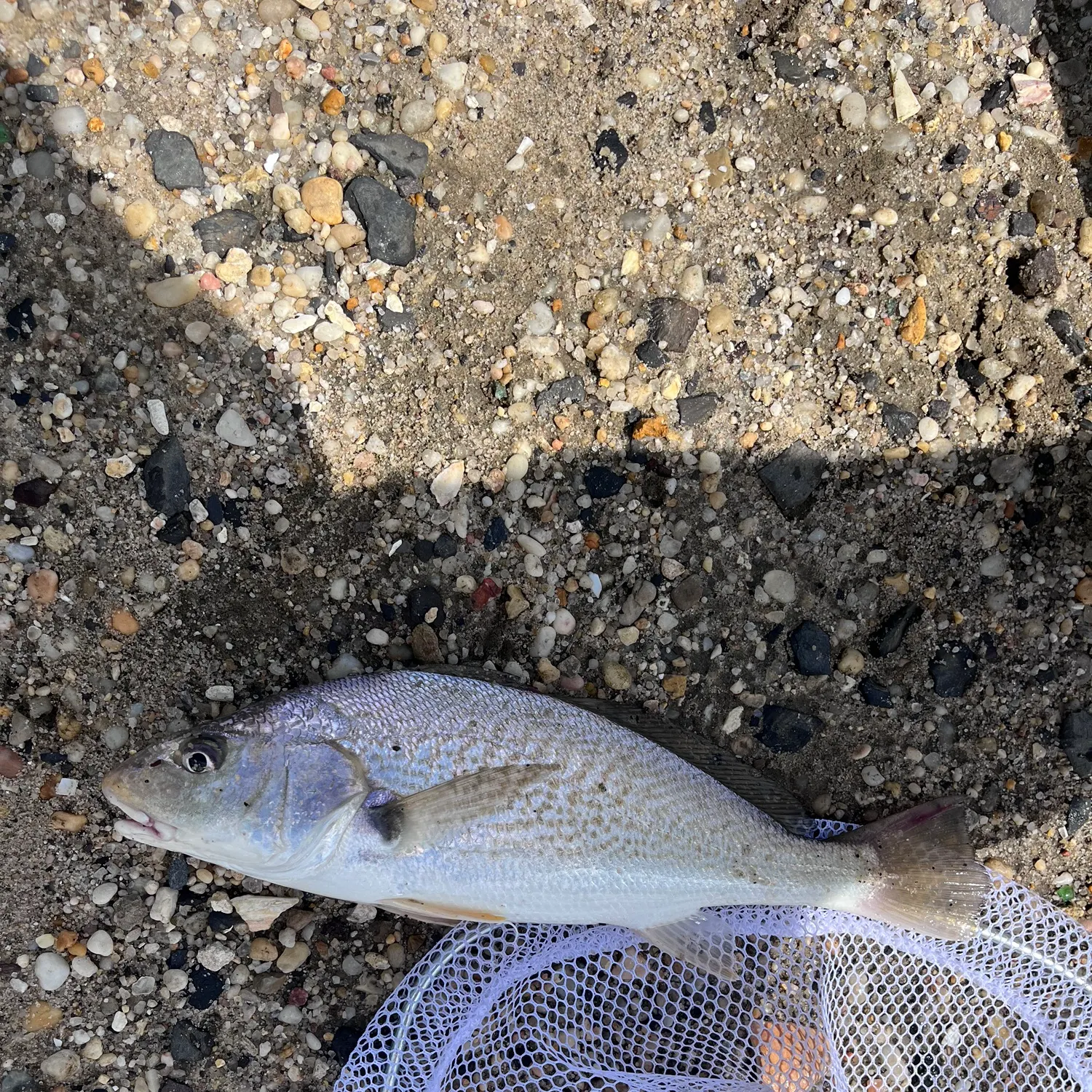 Atlantic croaker caught on Fishbrain