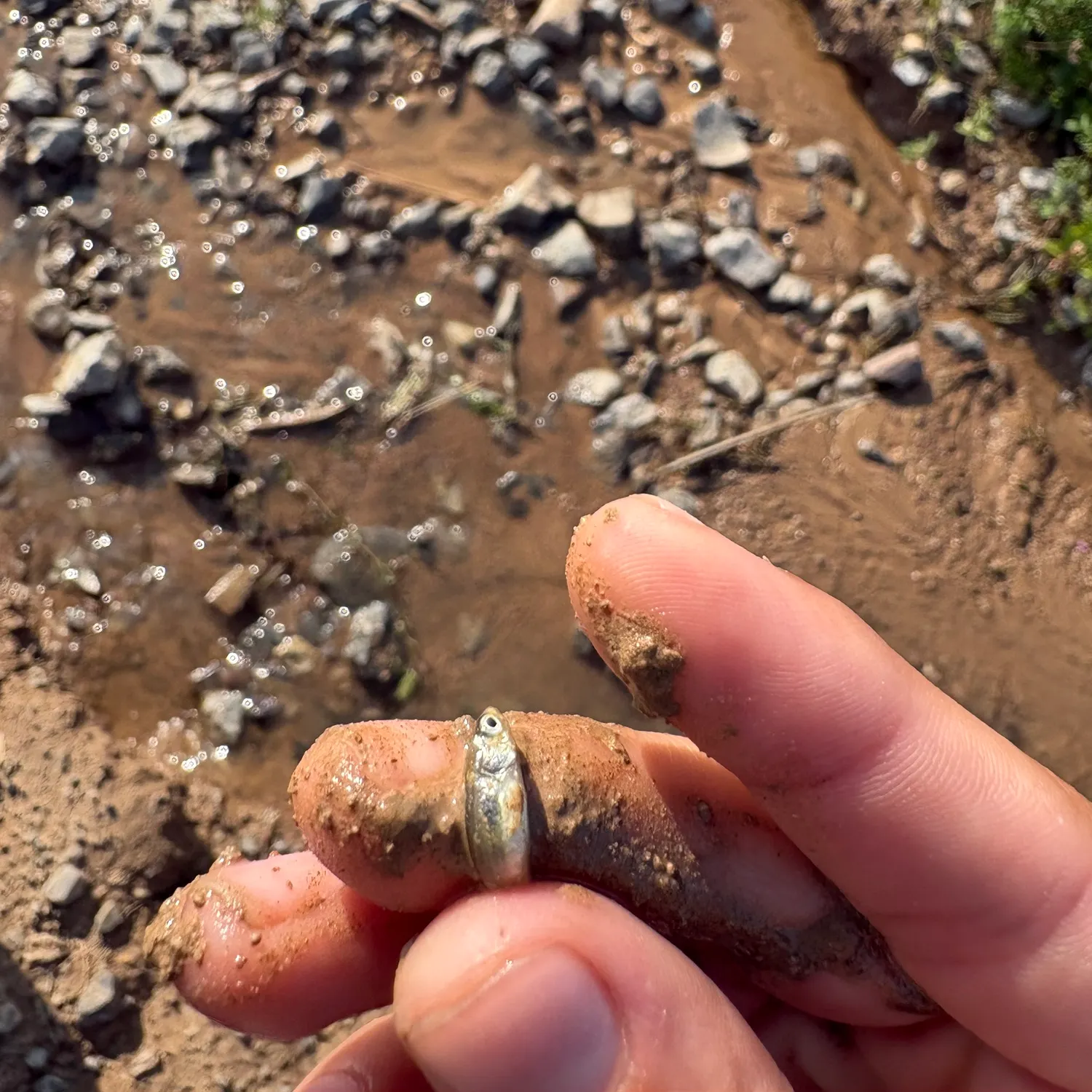 The most recent Central mudminnow catches on Fishbrain
