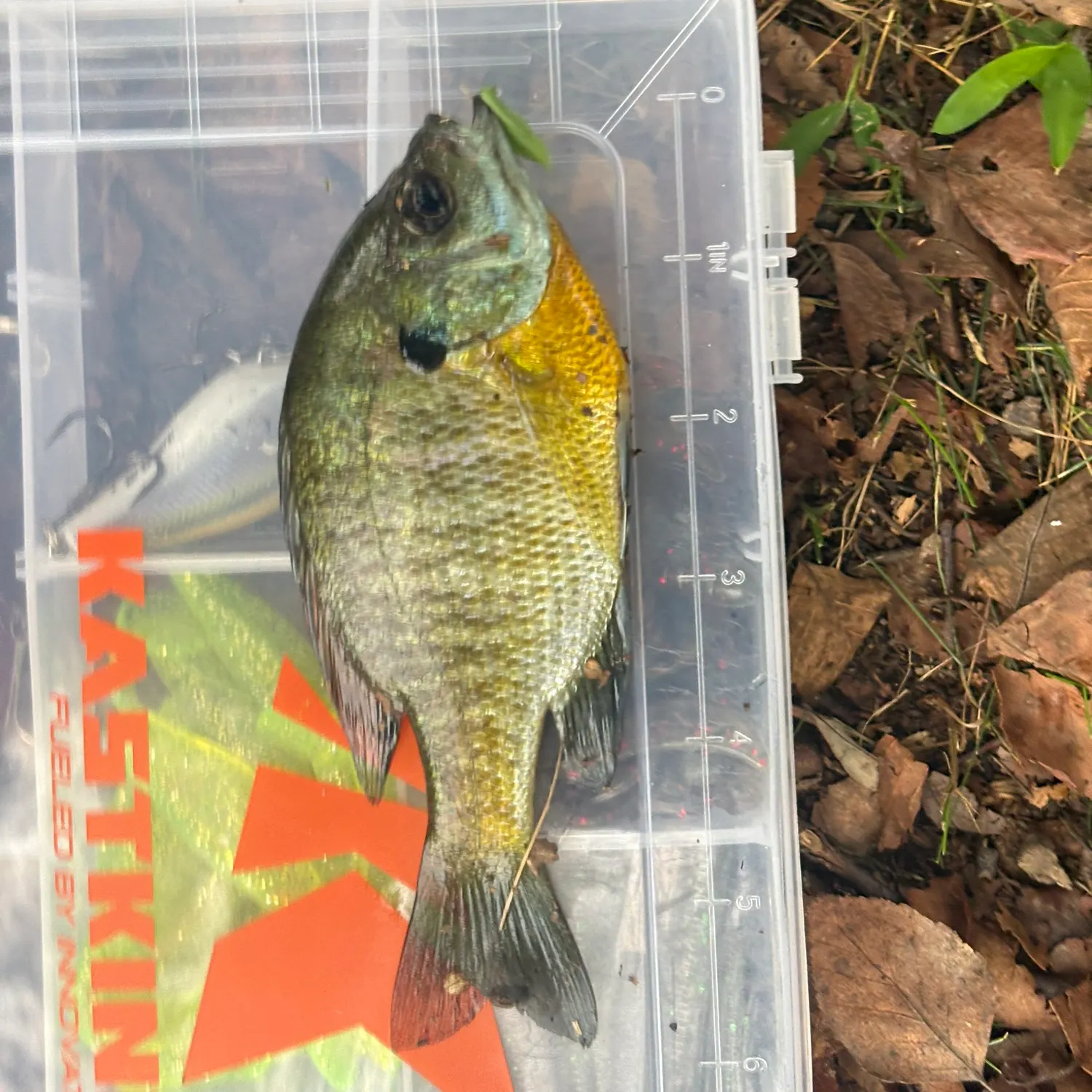 Bluegill caught on Fishbrain