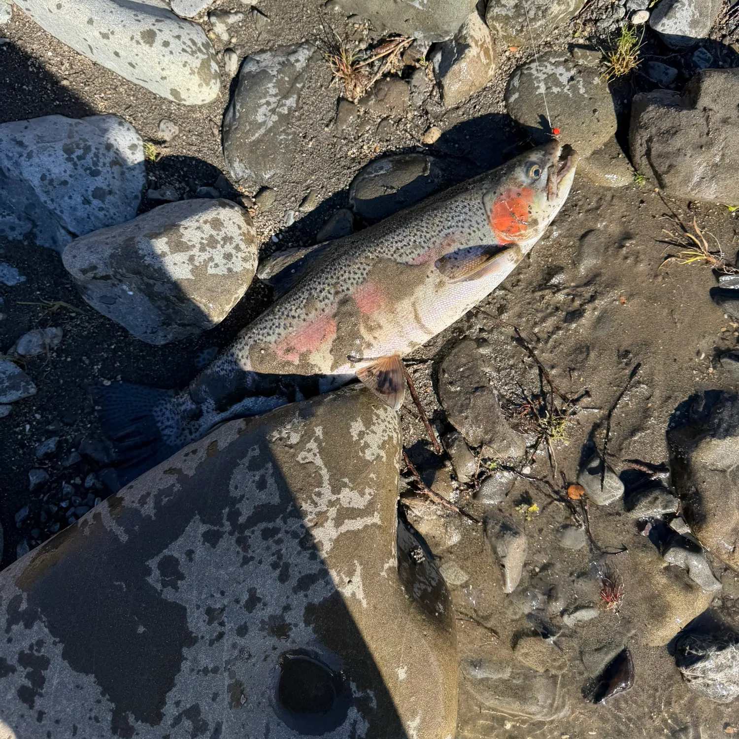 Rainbow trout caught on Fishbrain