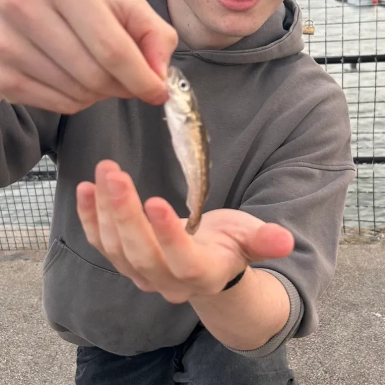 The most recent Whiting catches on Fishbrain