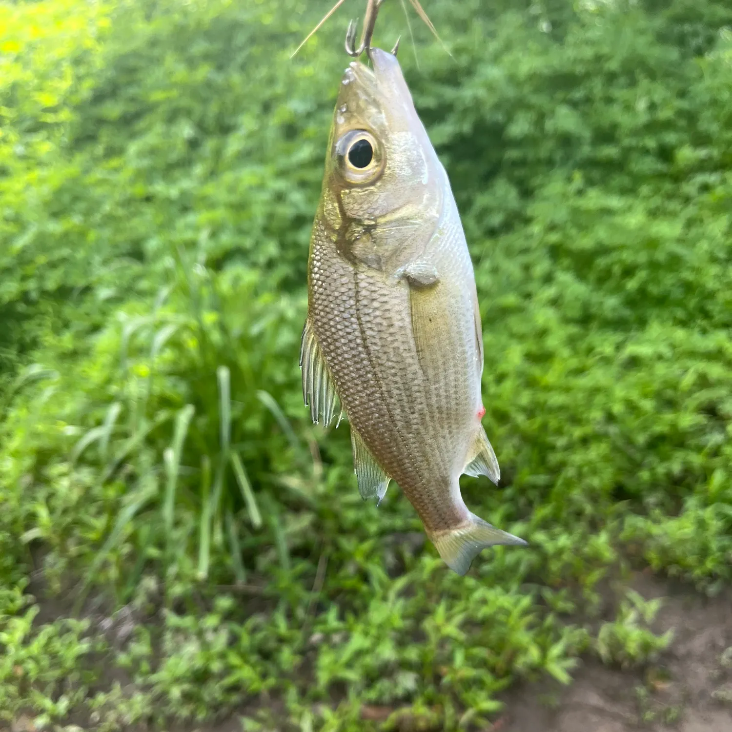 The most recent White perch catches on Fishbrain