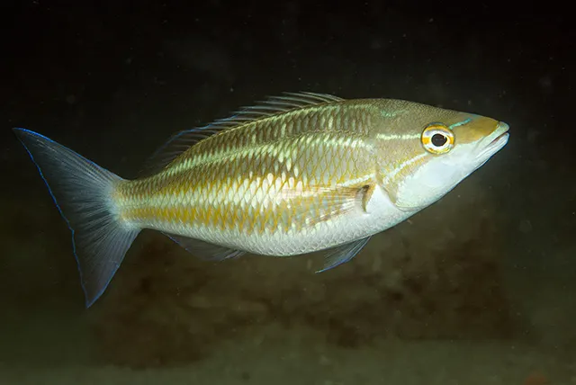 Three-striped whiptail