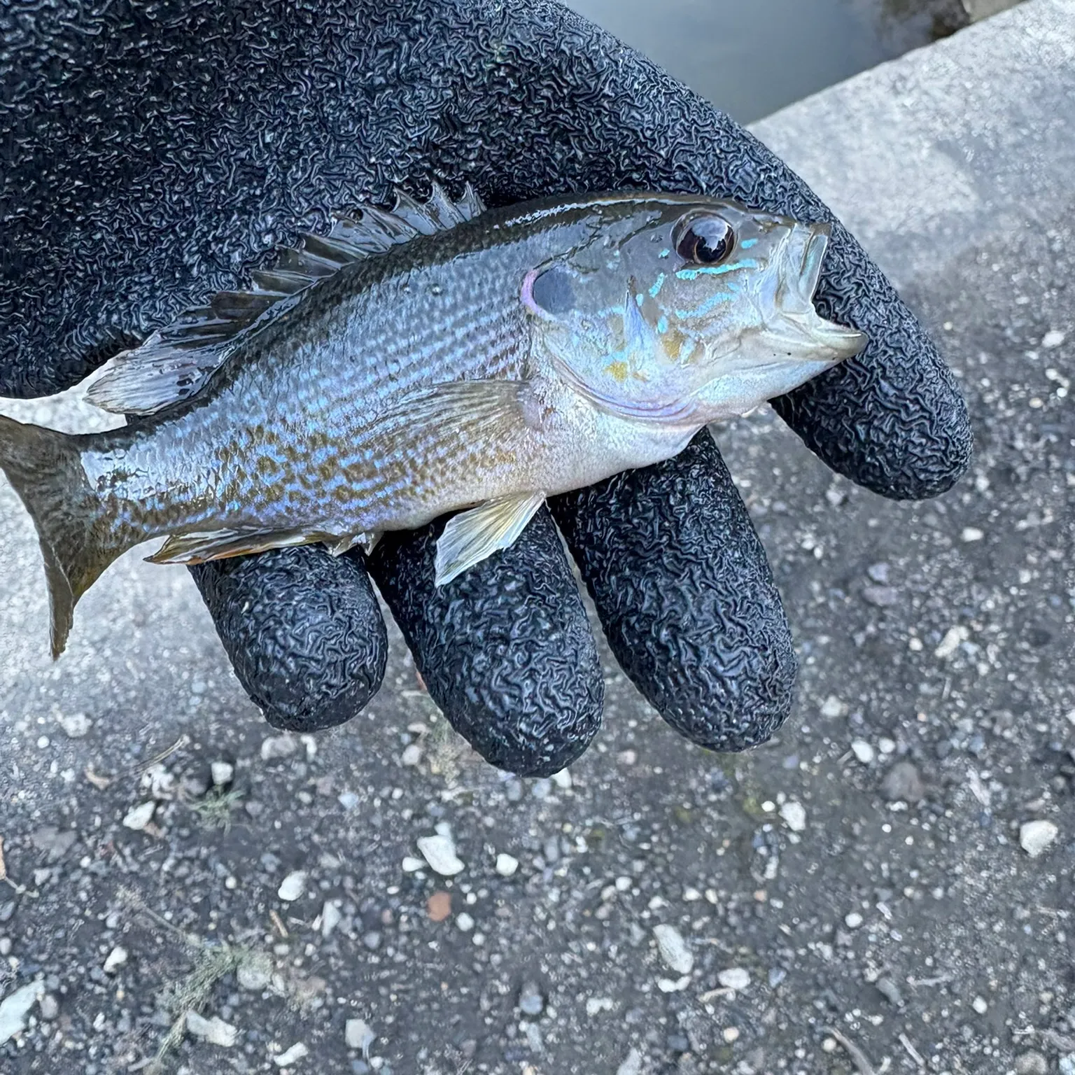 ᐅ Hardies Lake fishing reports🎣• Gibsonia, PA (United States) fishing
