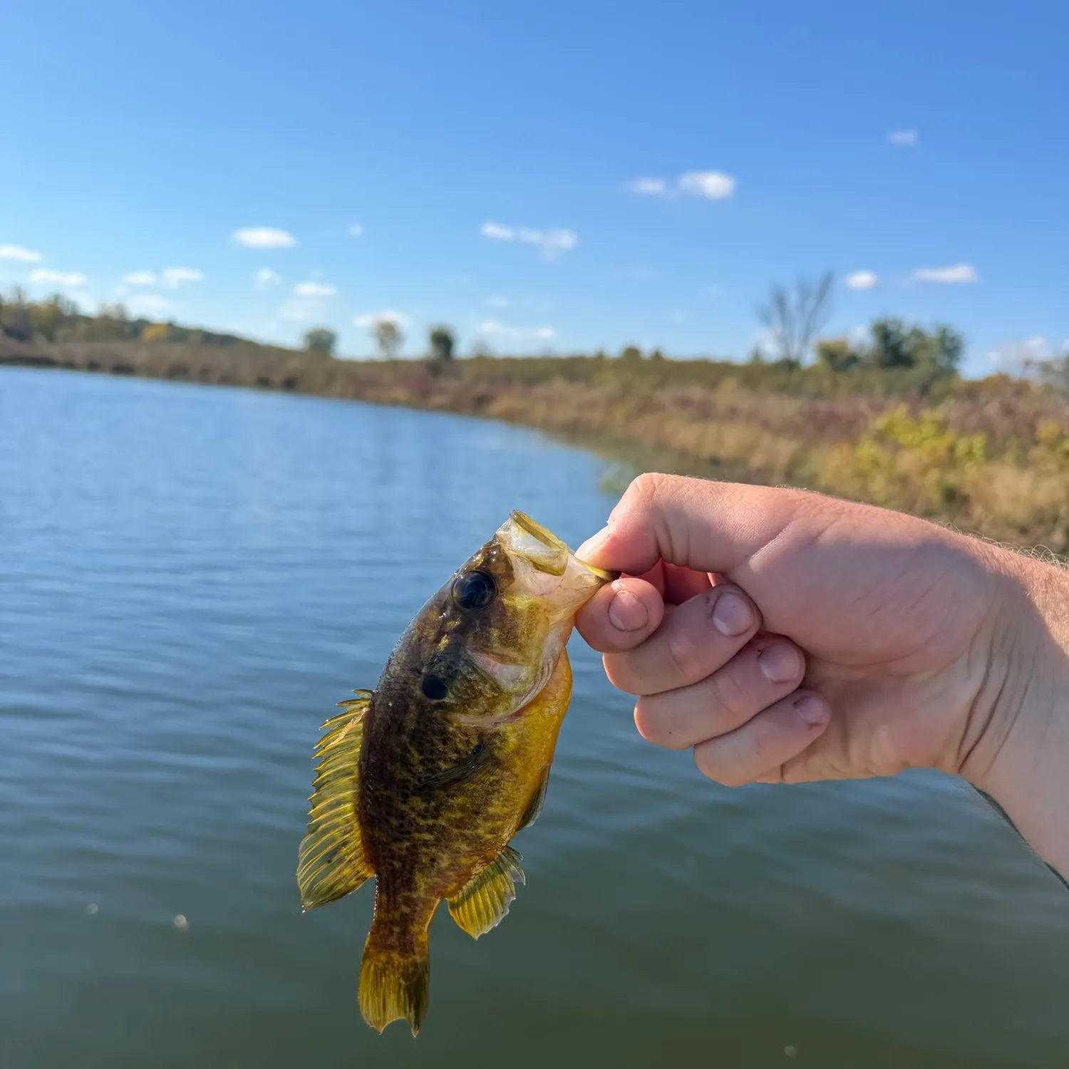 Warmouth caught on Fishbrain