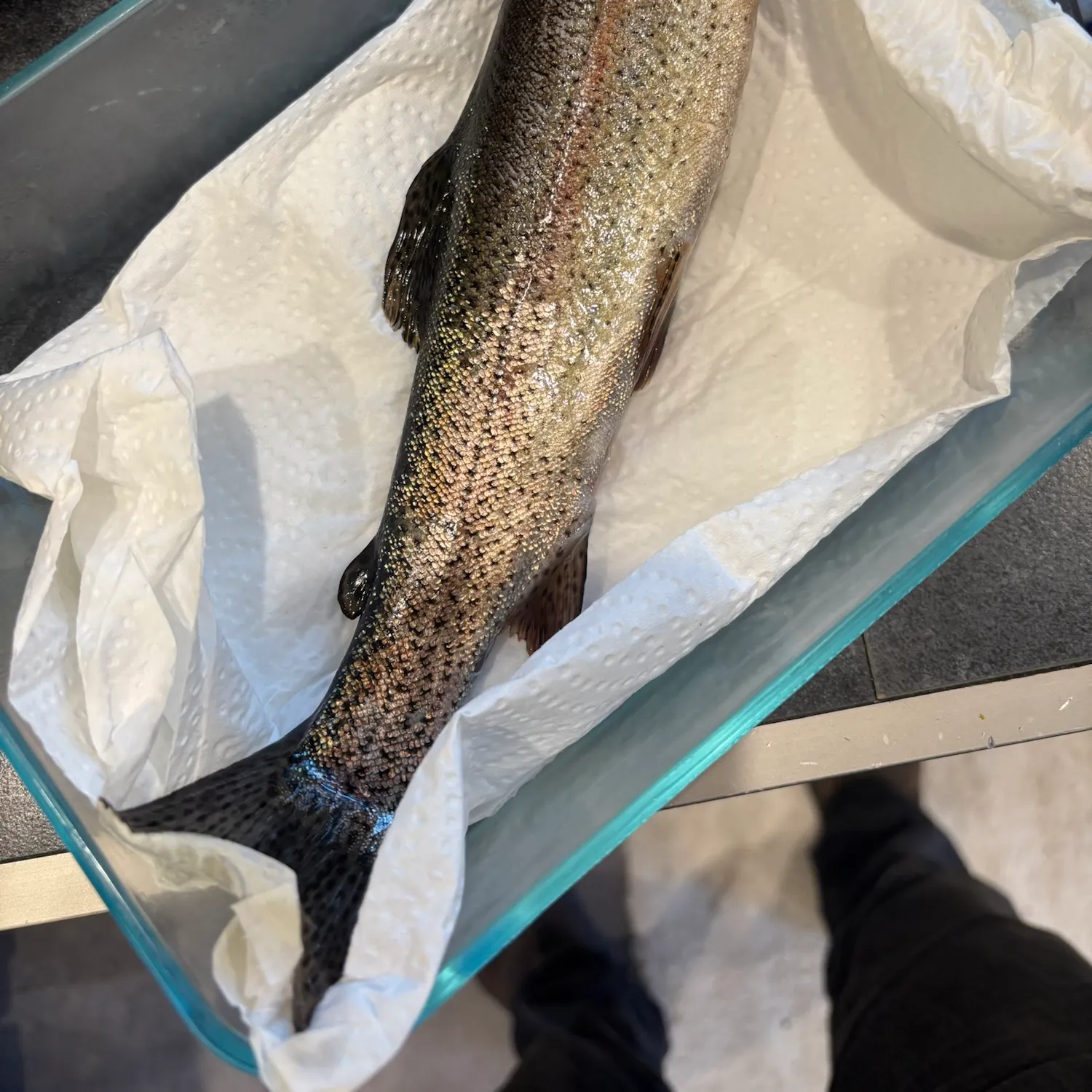Rainbow trout caught on Fishbrain