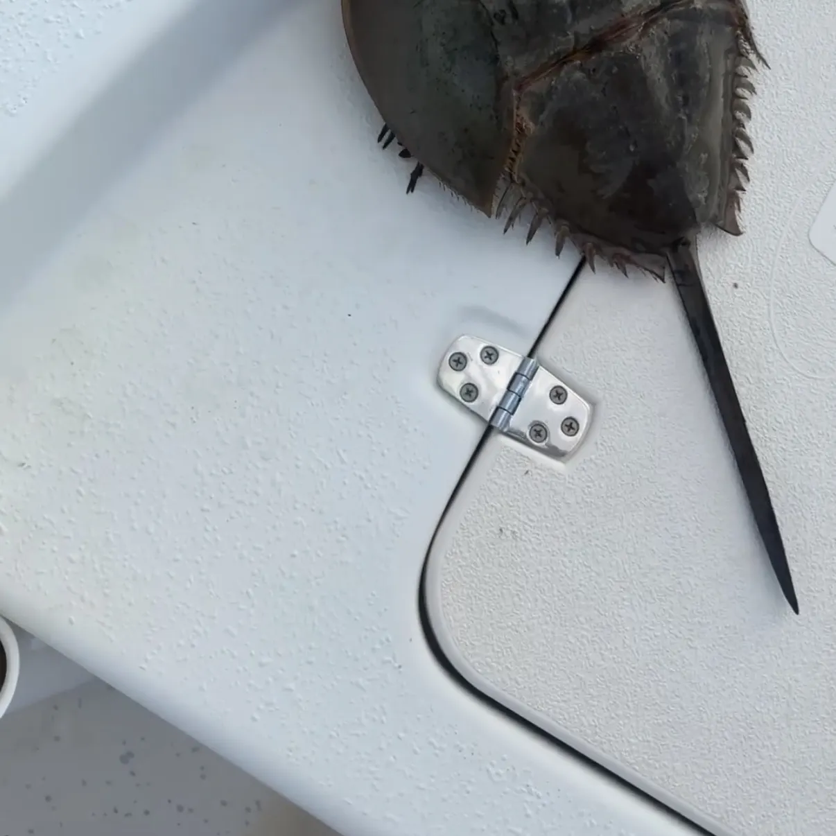 The most recent Atlantic horseshoe crab catches on Fishbrain