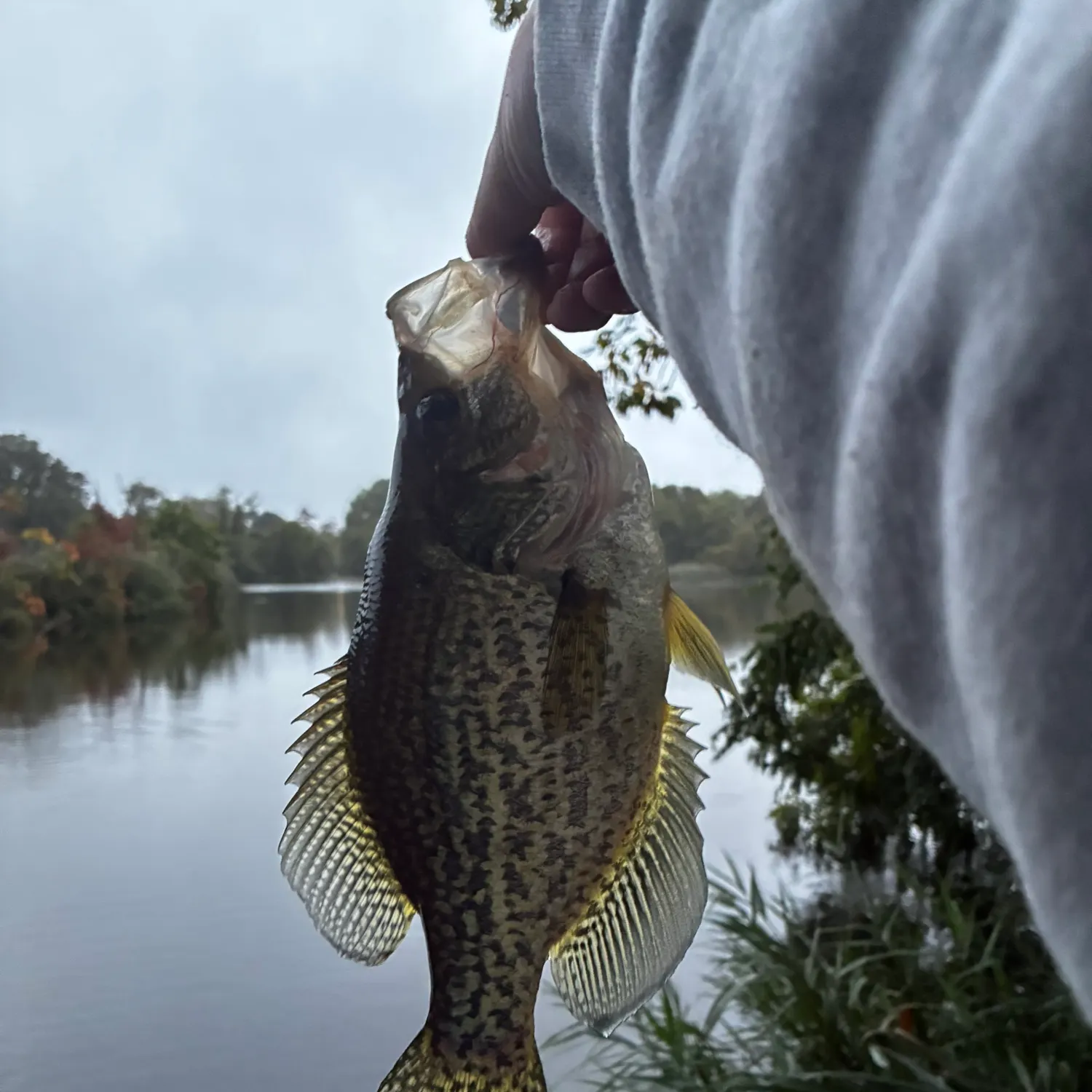 Black crappie caught on Fishbrain