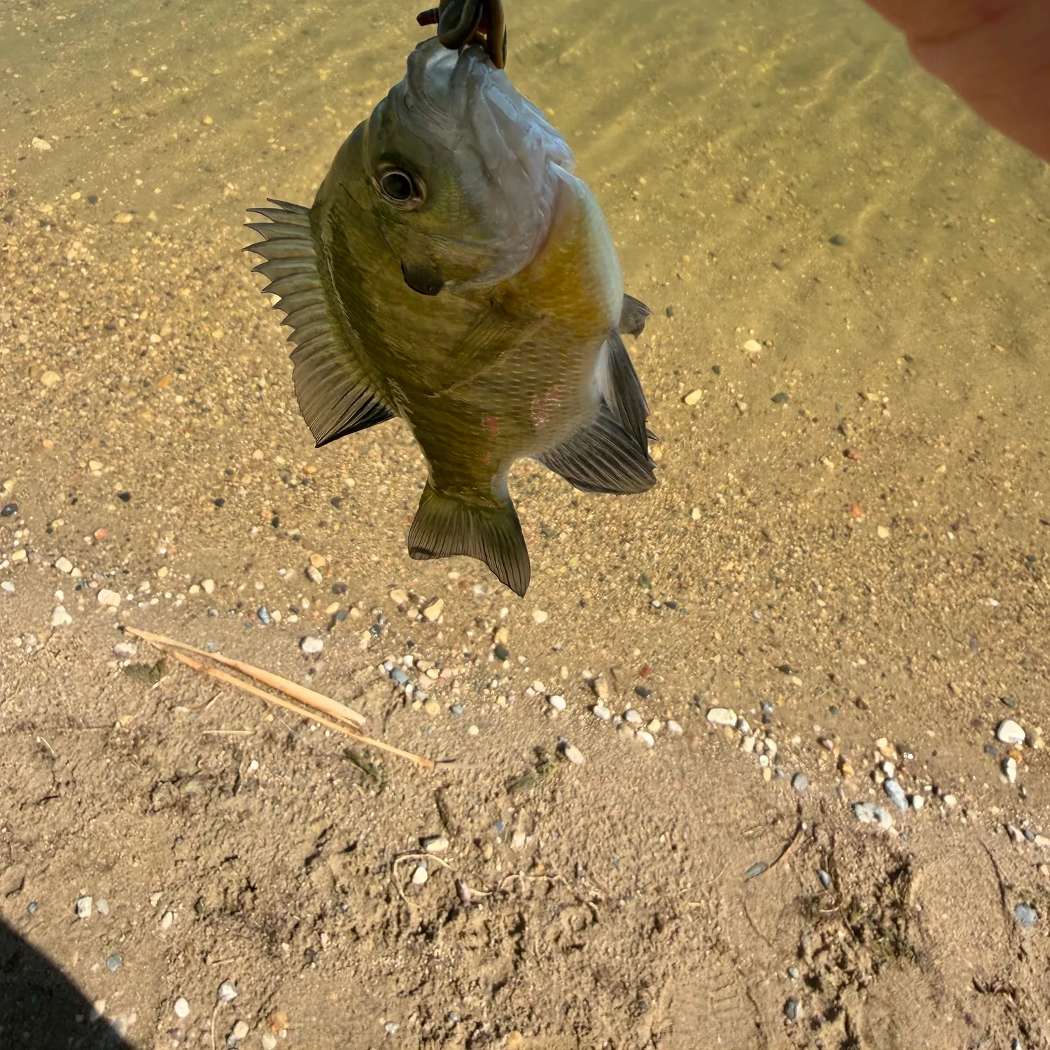 Bluegill caught on Fishbrain