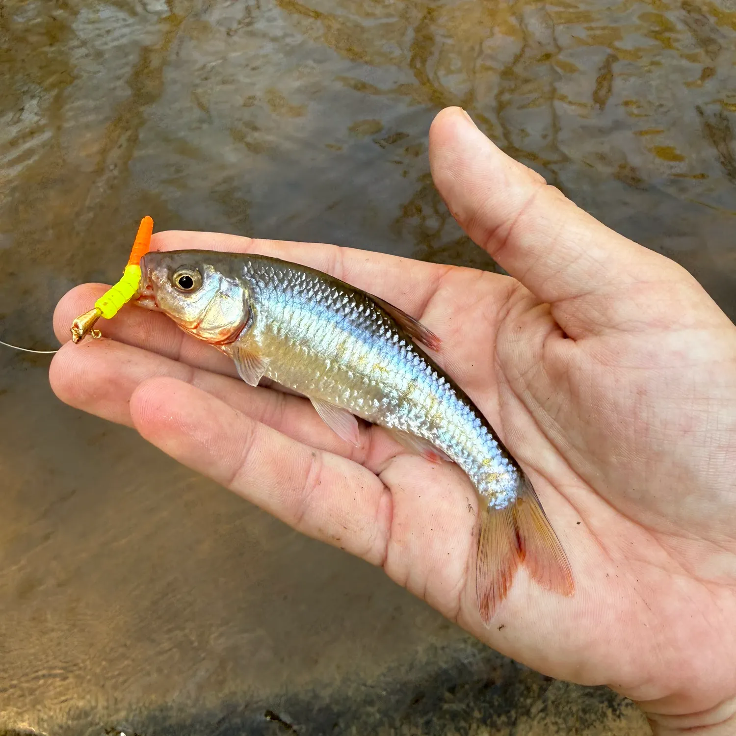 The most recent White shiner catches on Fishbrain