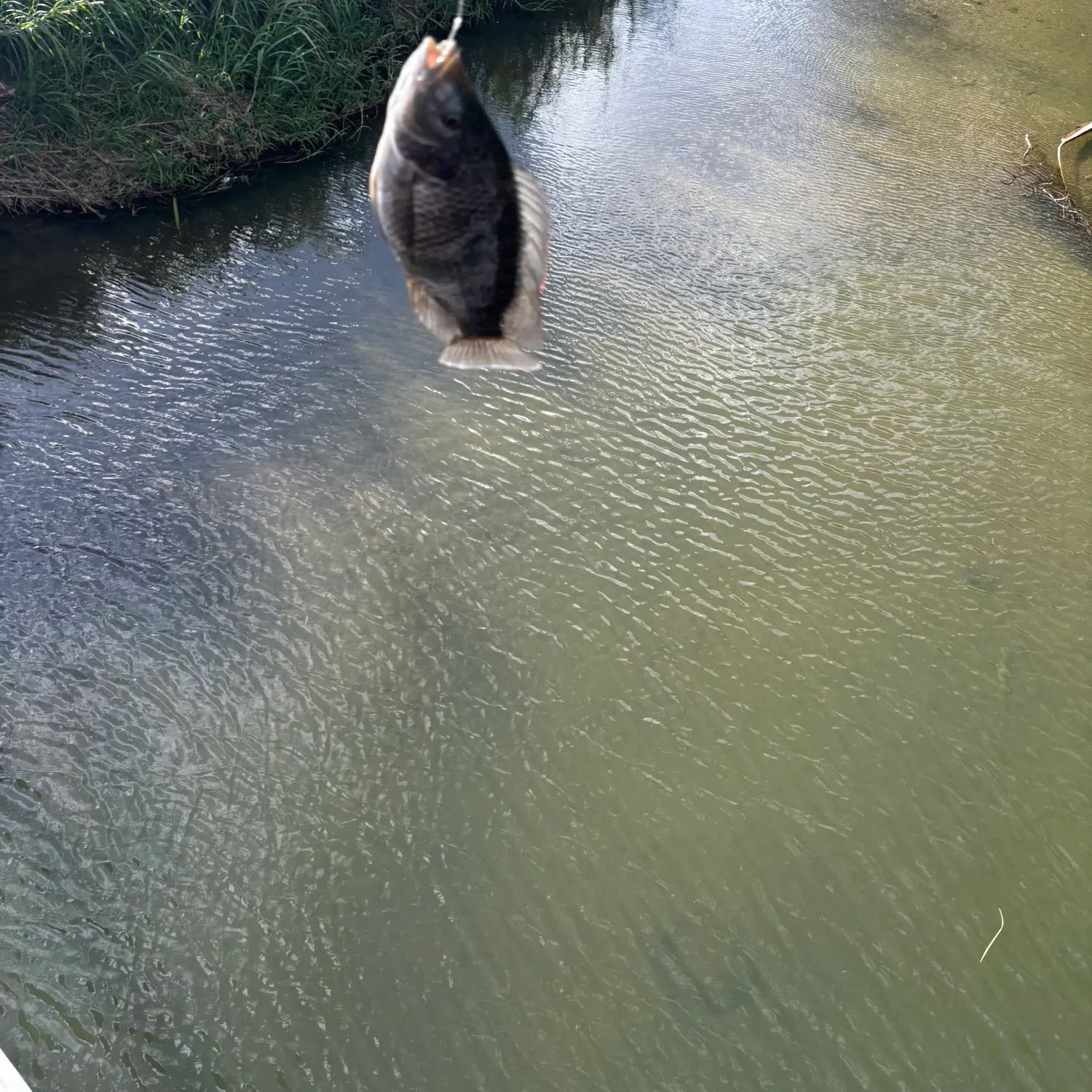 The most recent Wolf cichlid catches on Fishbrain