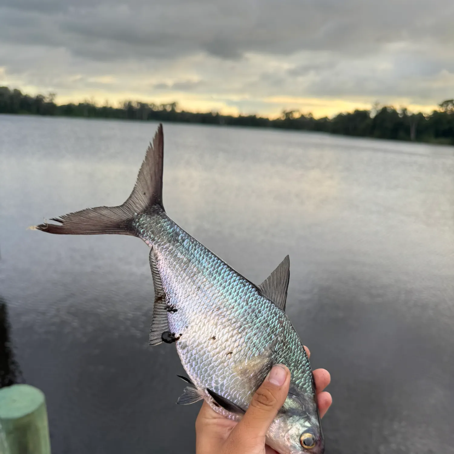 Fish caught on Fishbrain