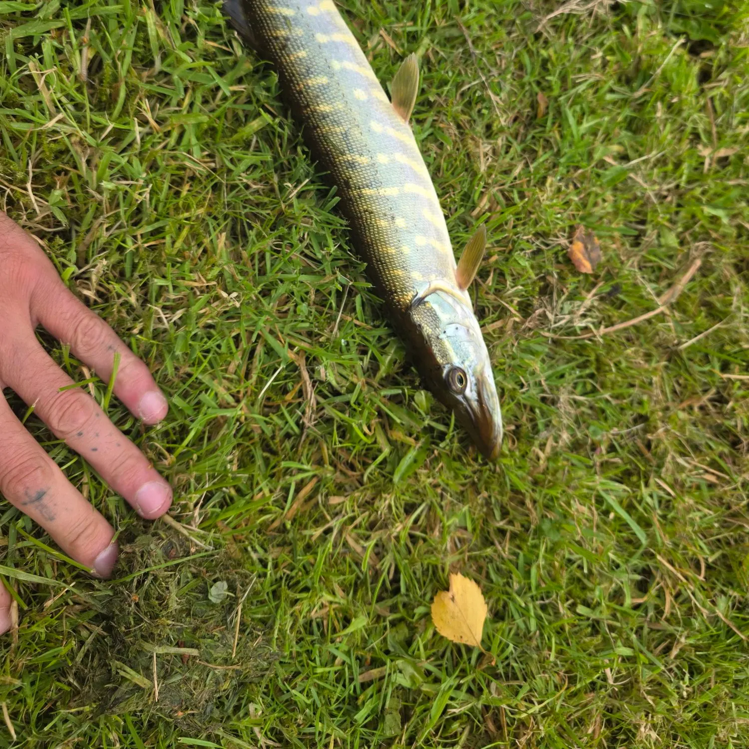 Northern pike caught on Fishbrain