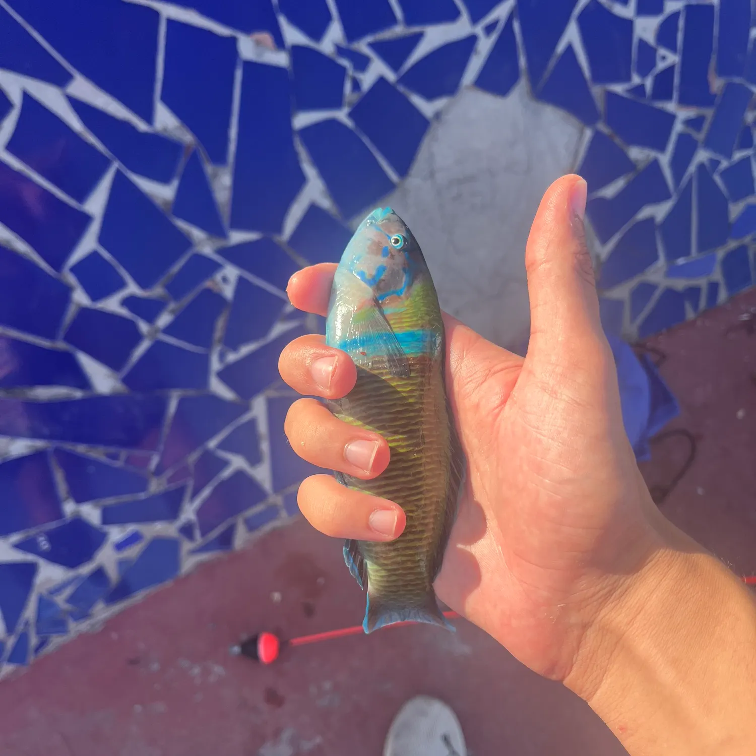 The most recent Ornate wrasse catches on Fishbrain
