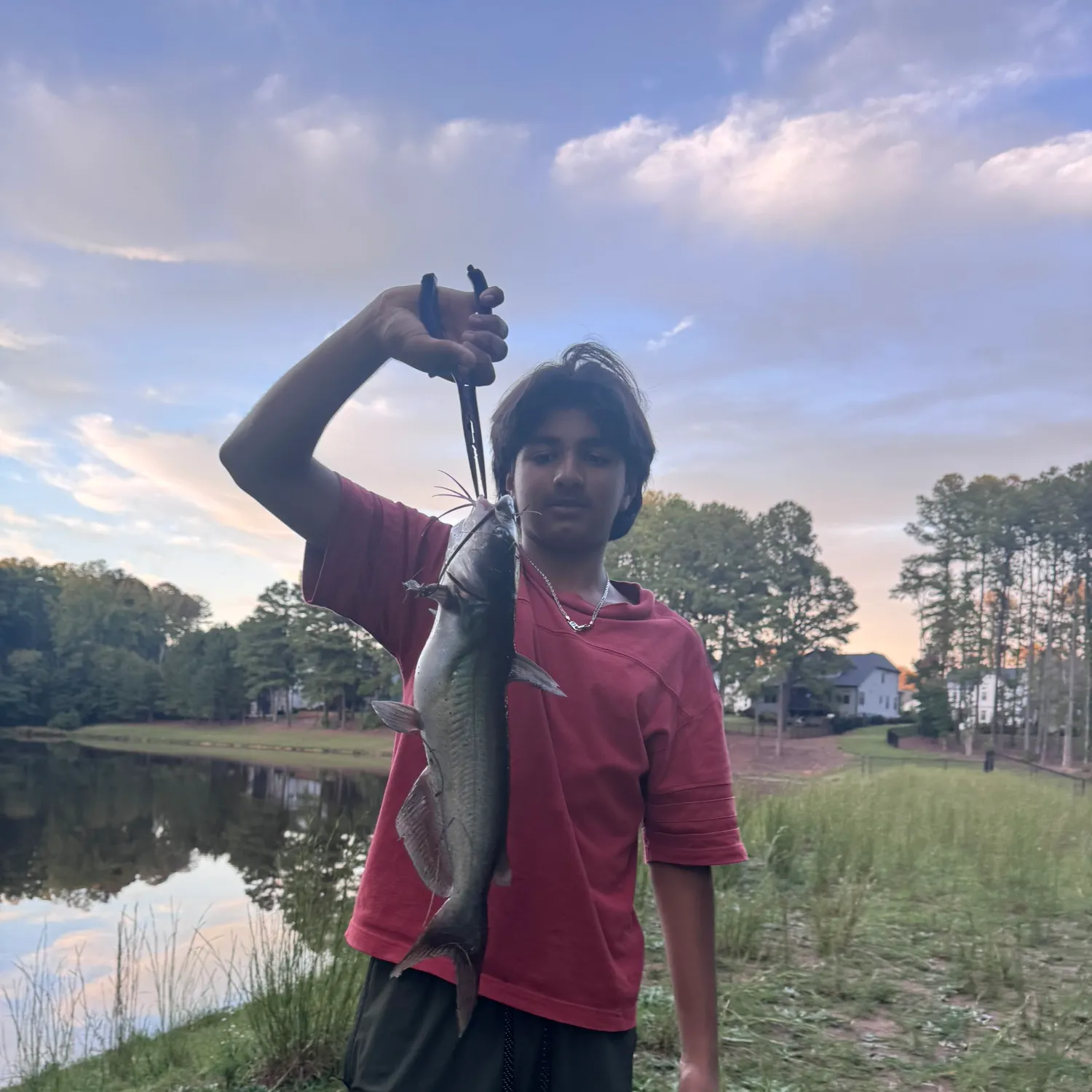 Channel catfish caught on Fishbrain