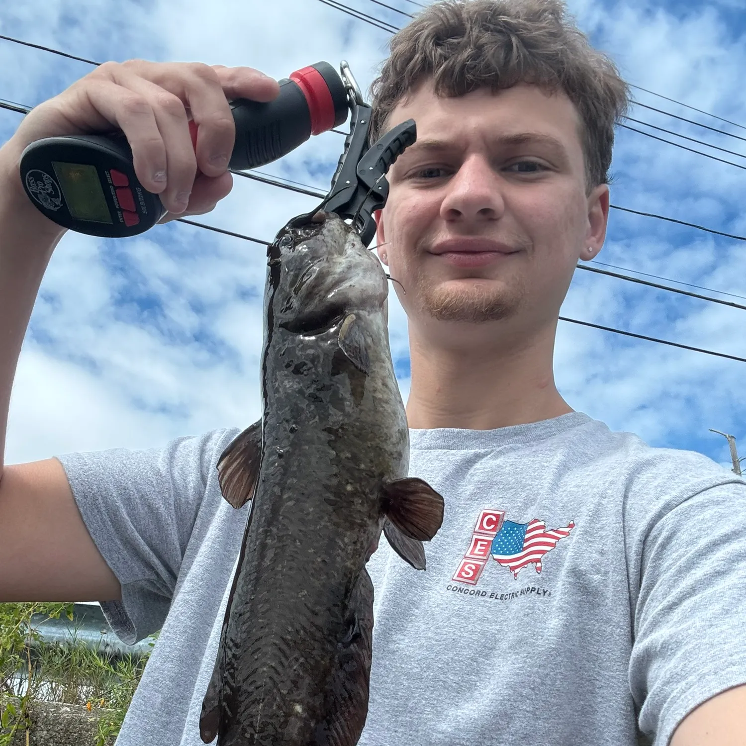 Brown bullhead caught on Fishbrain