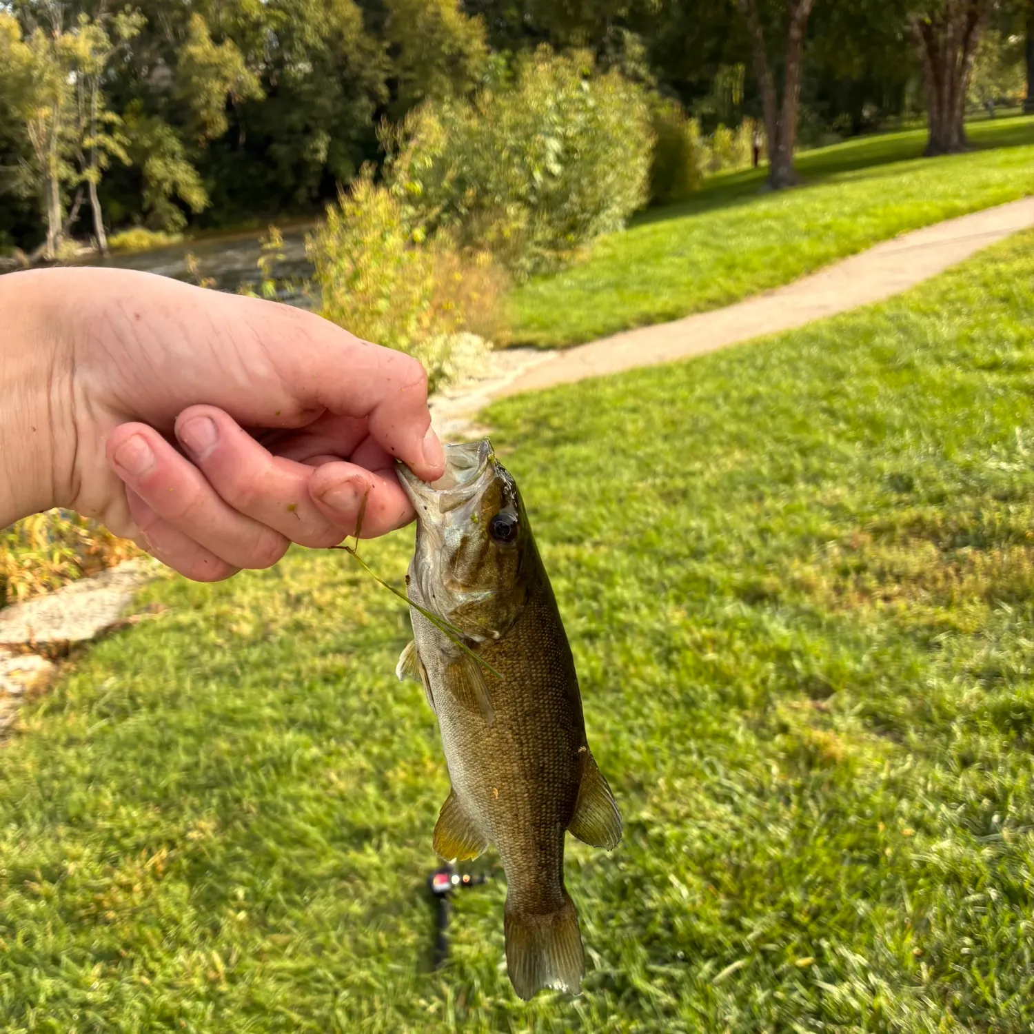 Smallmouth bass caught on Fishbrain