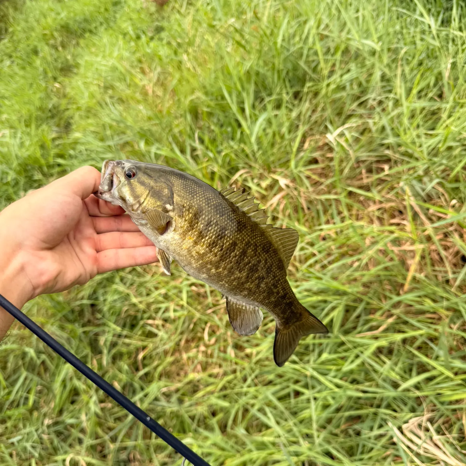 Smallmouth bass caught on Fishbrain