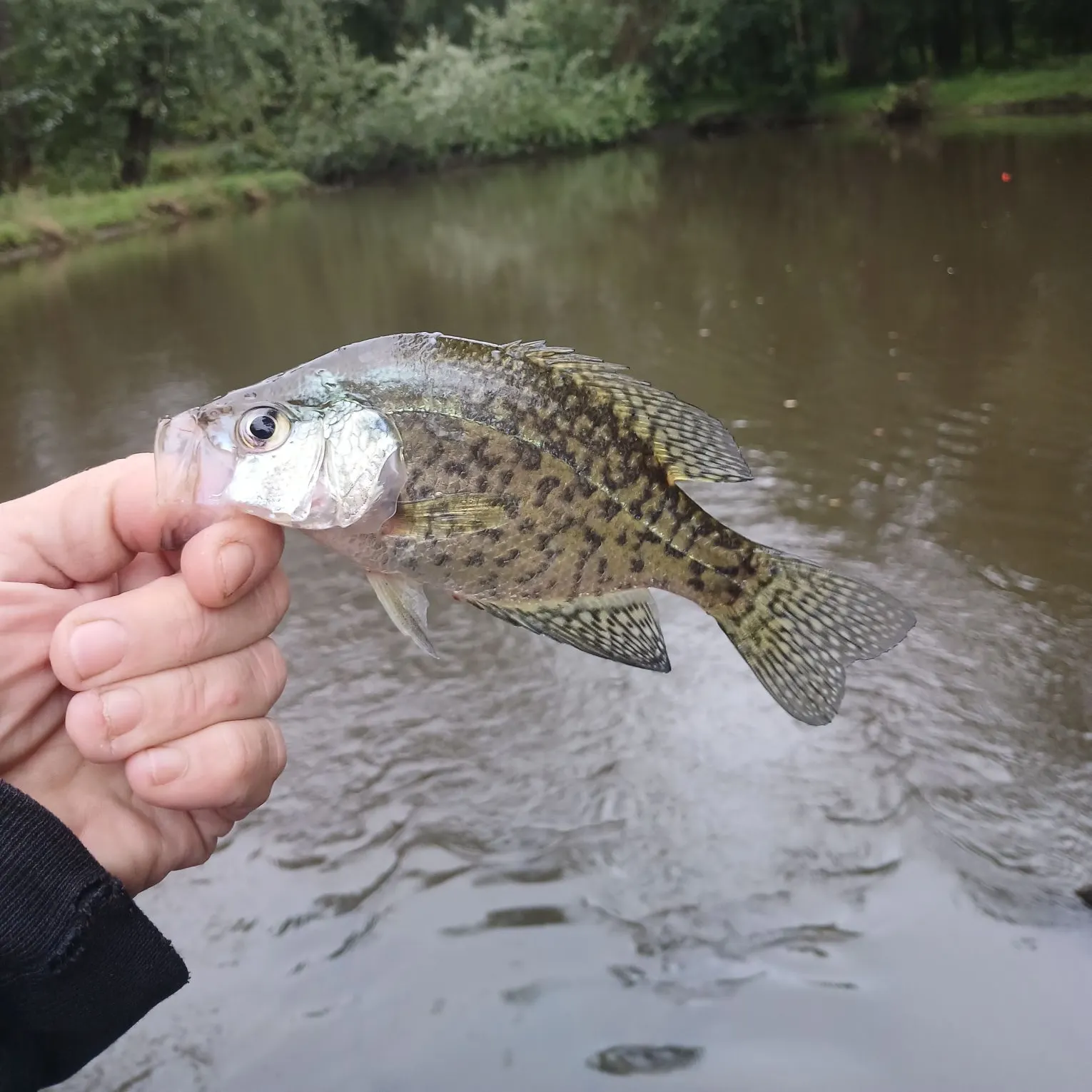 Black crappie caught on Fishbrain