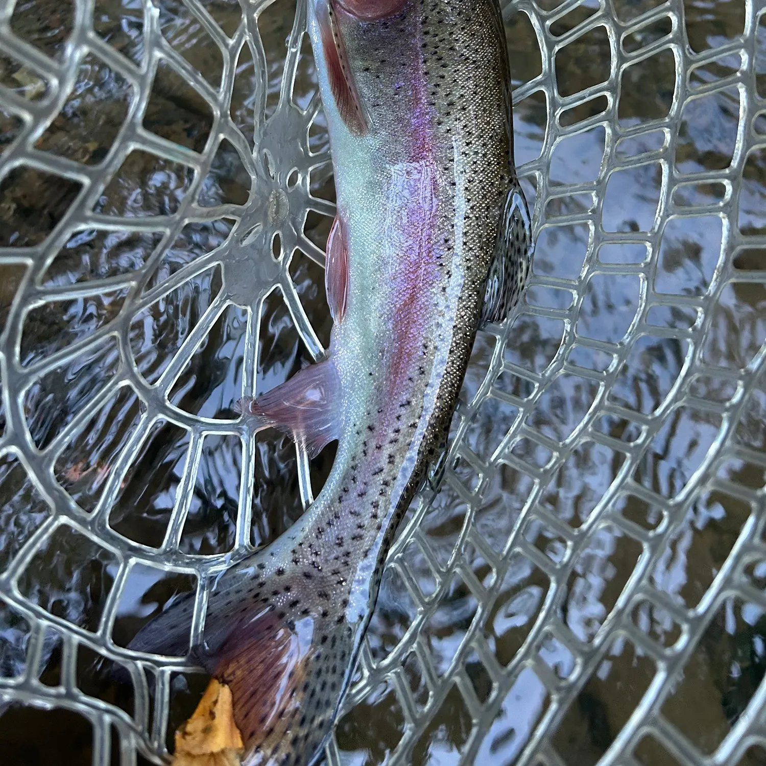 Rainbow trout caught on Fishbrain