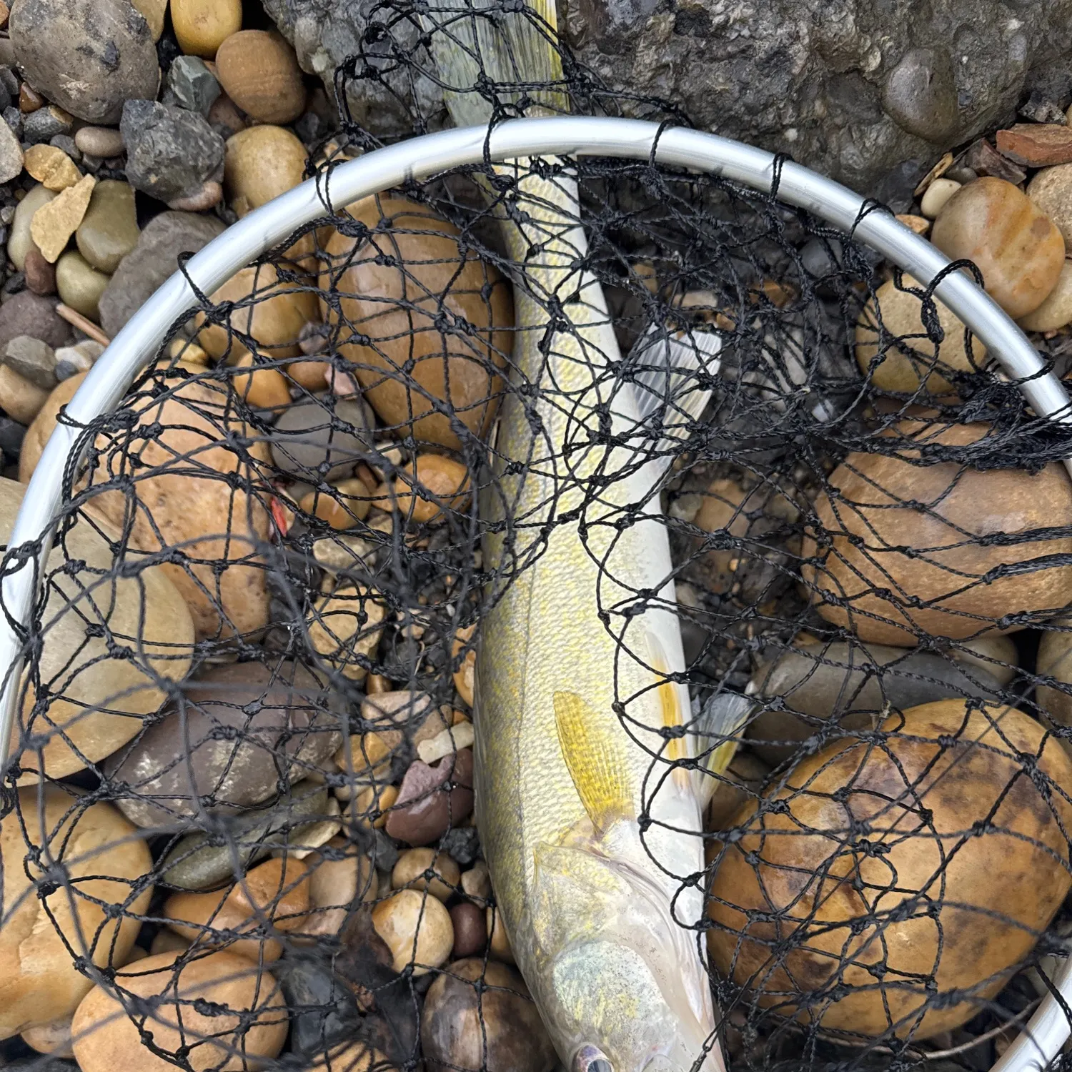 Walleye caught on Fishbrain