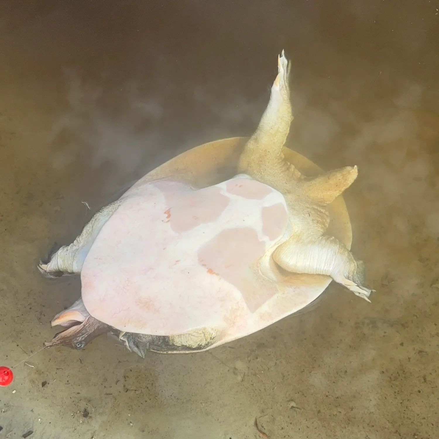 Florida softshell turtle caught on Fishbrain
