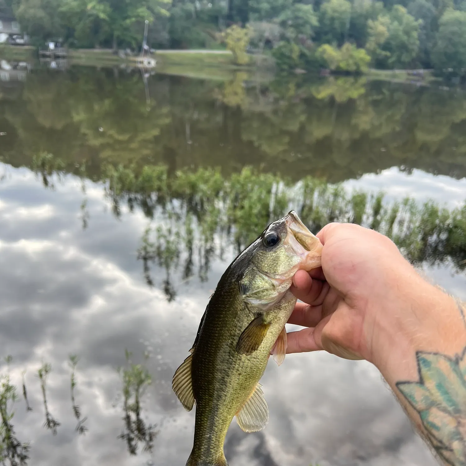 Largemouth bass caught on Fishbrain
